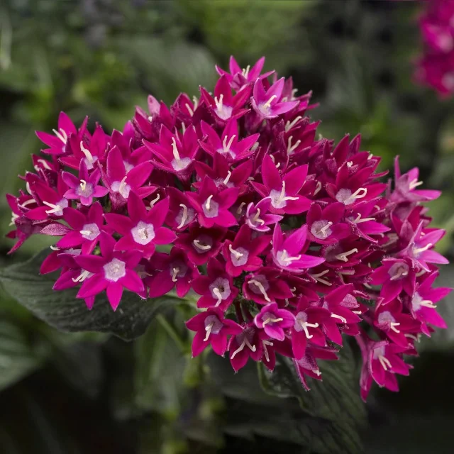 Starcluster™ Pentas 7 Starcluster™ Pentas