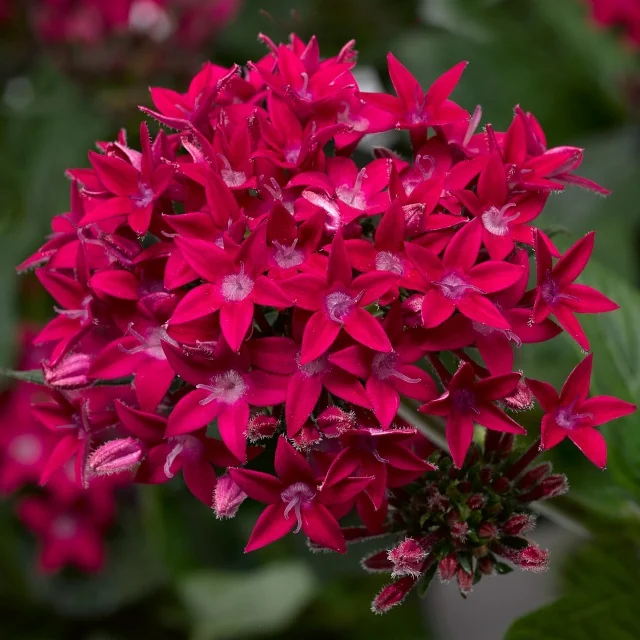 Starcluster™ Pentas 8 Starcluster™ Pentas
