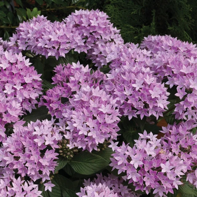 Starcluster™ Pentas 9 Starcluster™ Pentas