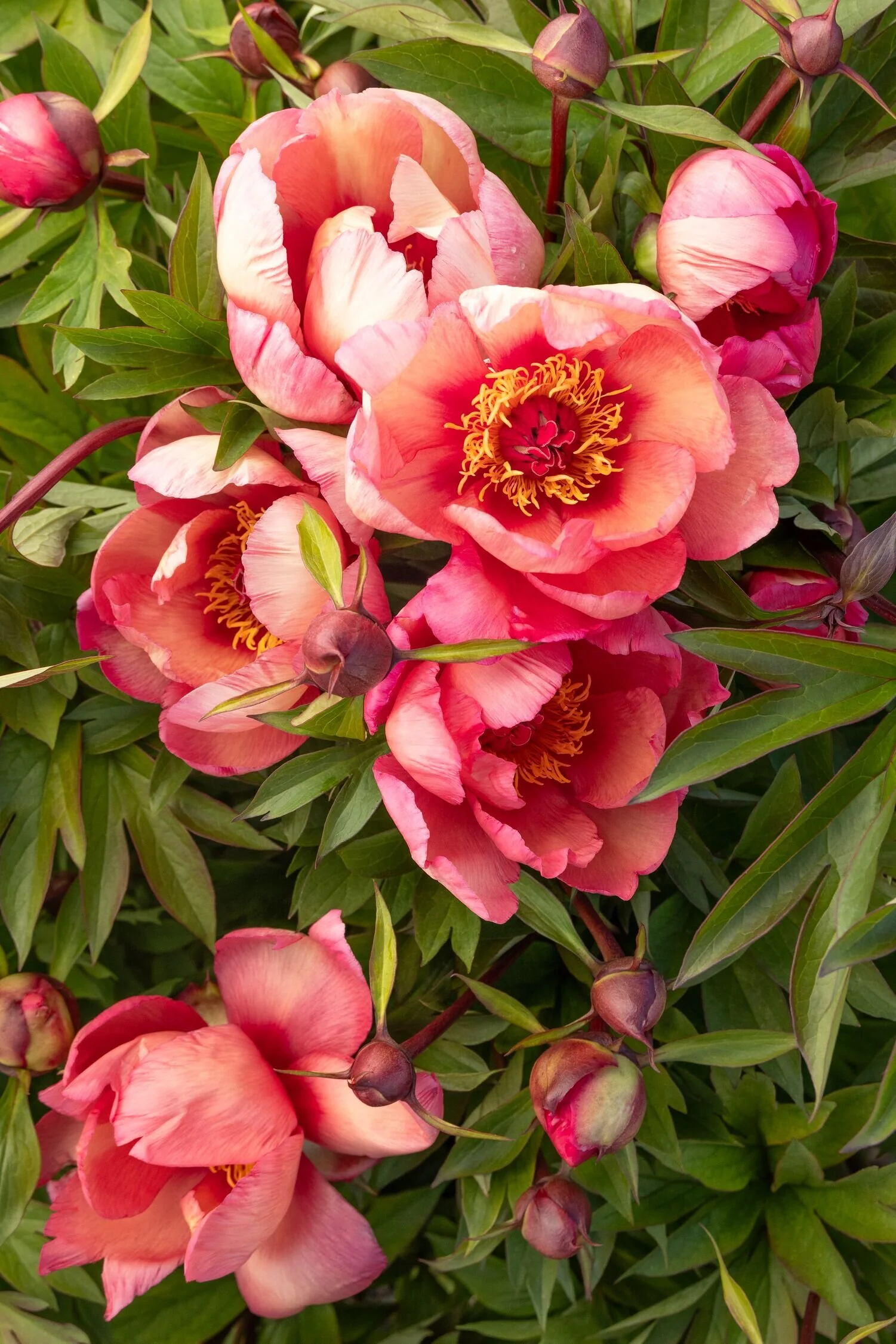 Garden Candy® Strawberry Swirl Itoh Peony