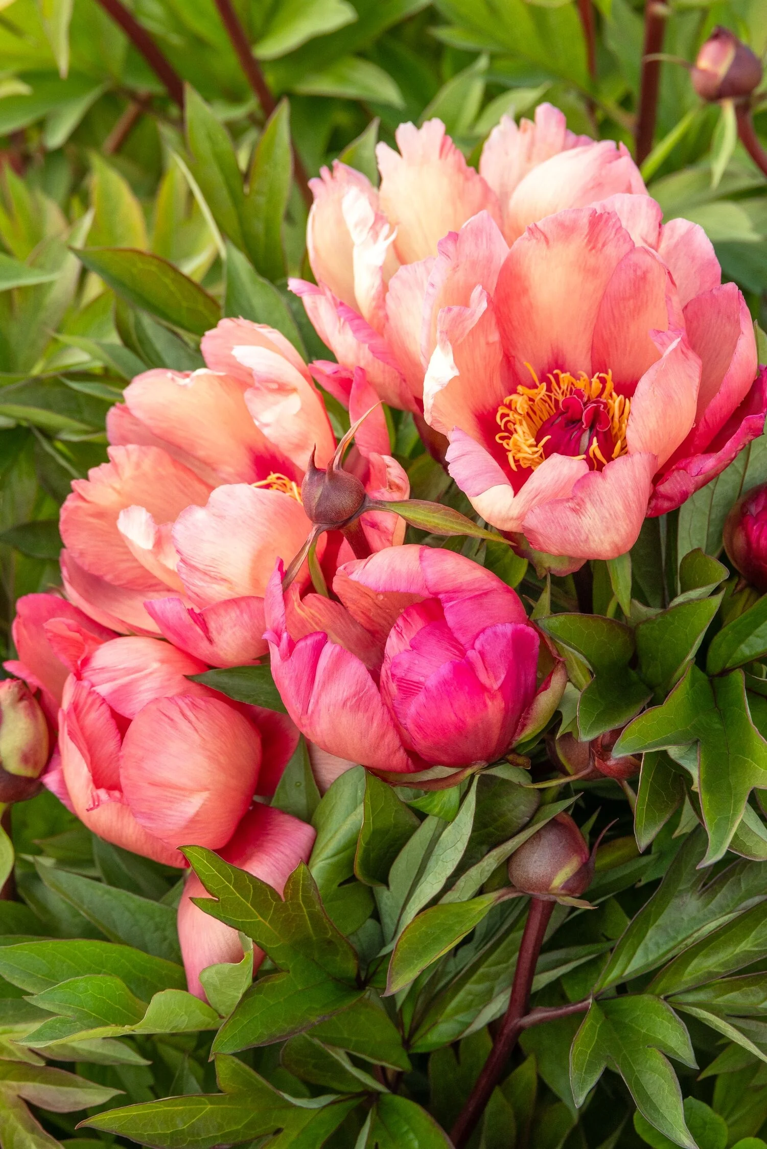 Garden Candy® Strawberry Swirl Itoh Peony 2 Garden Candy® Strawberry Swirl Itoh Peony