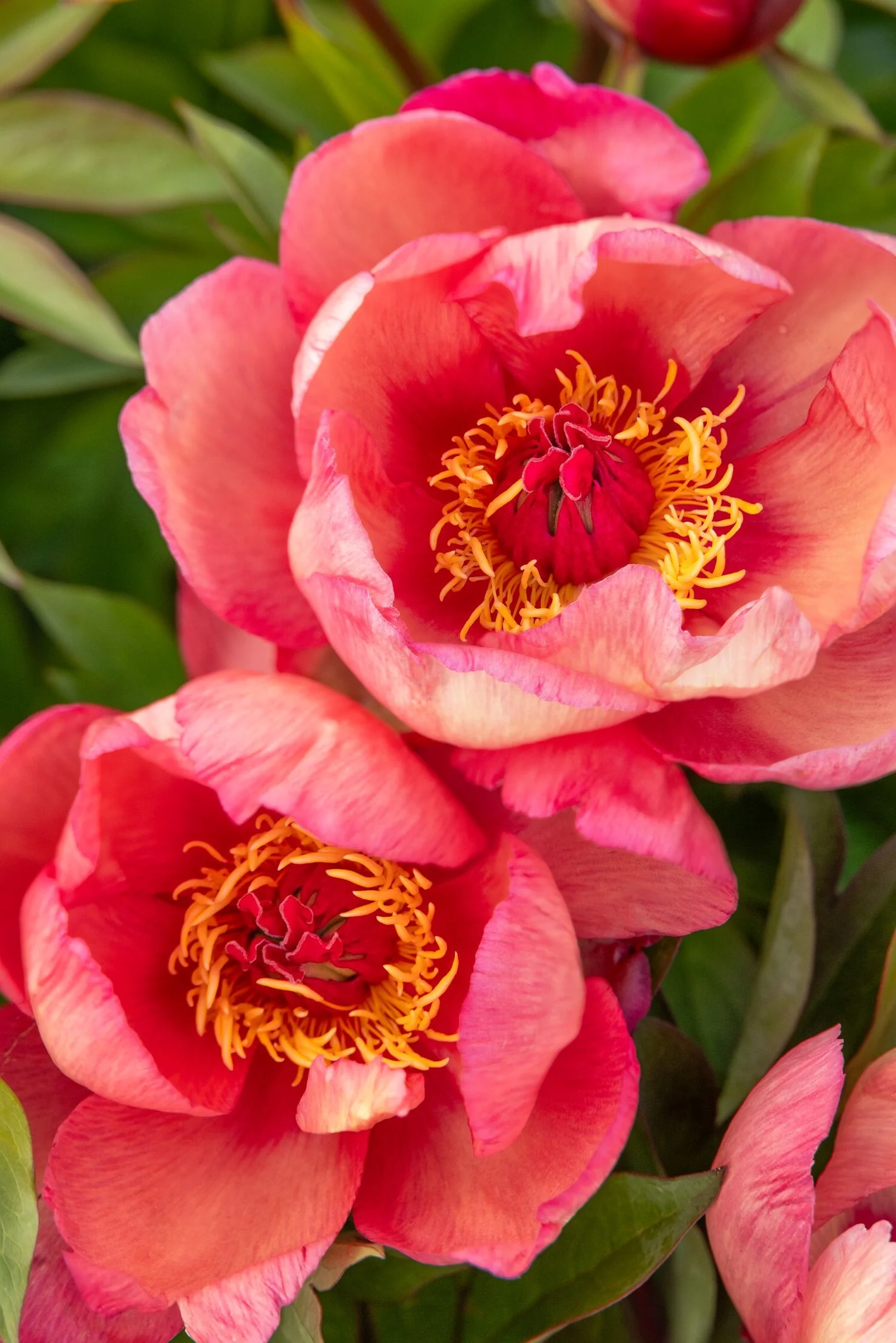 Garden Candy® Strawberry Swirl Itoh Peony 3 Garden Candy® Strawberry Swirl Itoh Peony
