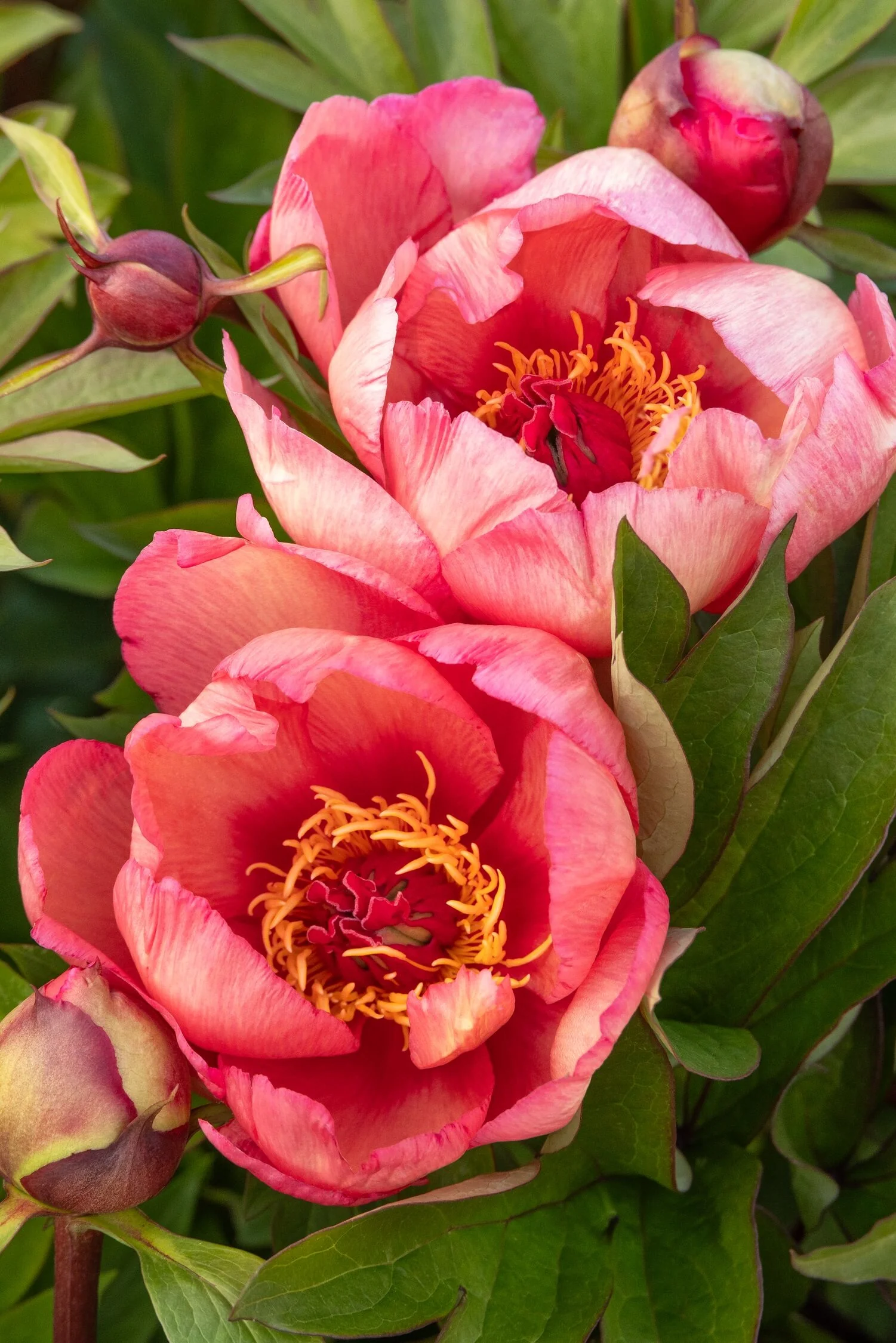 Garden Candy® Strawberry Swirl Itoh Peony 4 Garden Candy® Strawberry Swirl Itoh Peony