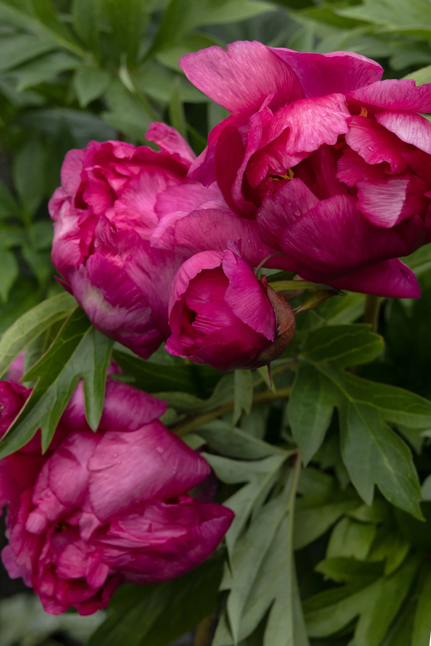 Garden Candy® Evie Jane™ Itoh Peony 8 Garden Candy® Evie Jane™ Itoh Peony