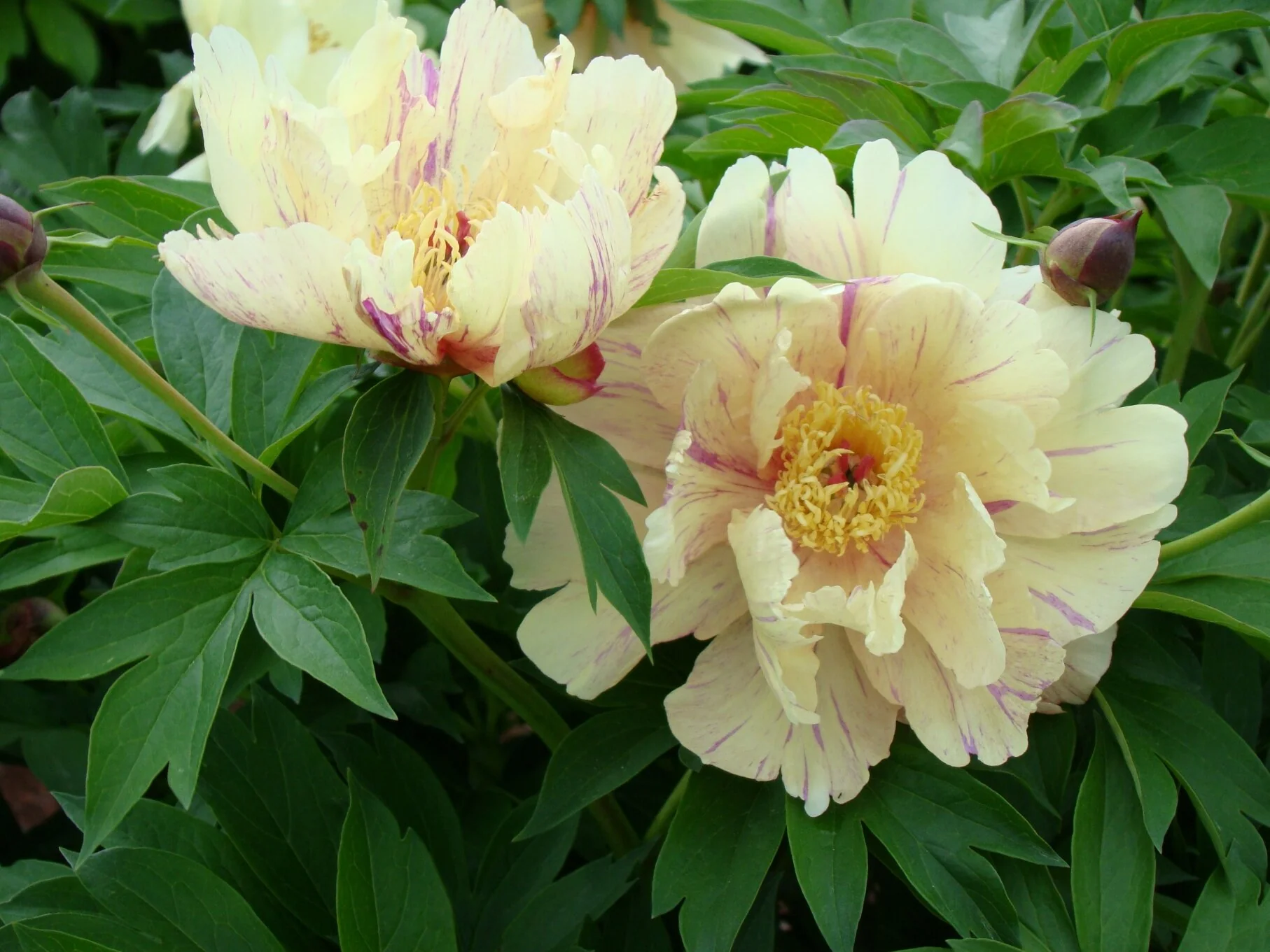Garden Candy® Blueberry Lemonade™ Itoh Peony 3 Garden Candy® Blueberry Lemonade™ Itoh Peony
