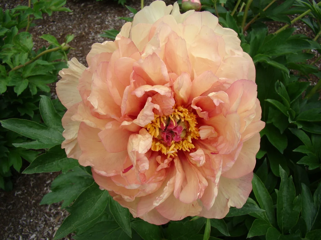 Magical Mystery Ride Itoh Peony 1 Magical Mystery Ride Itoh Peony