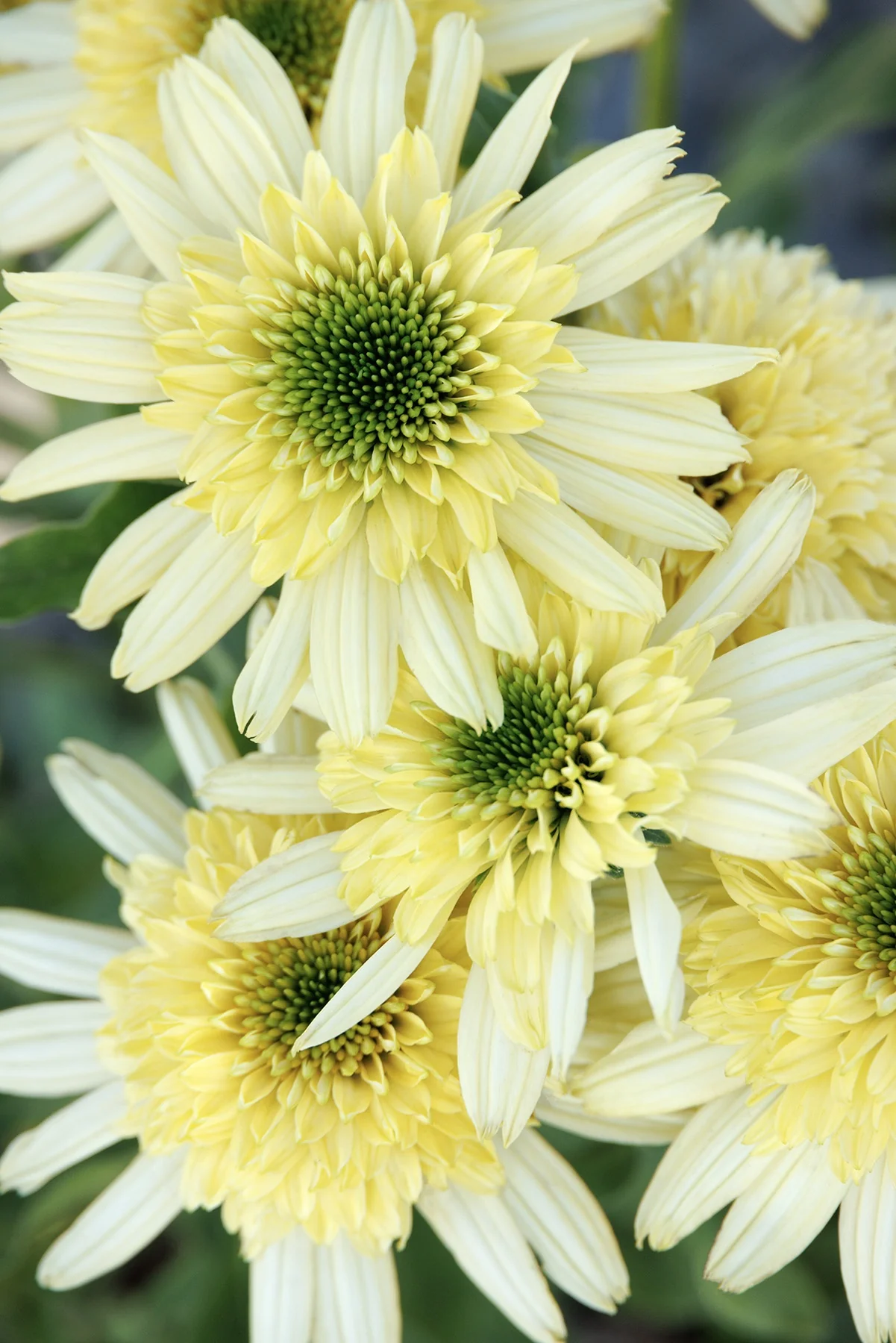 Sundial Zenith Coneflower 2 Sundial Zenith Coneflower