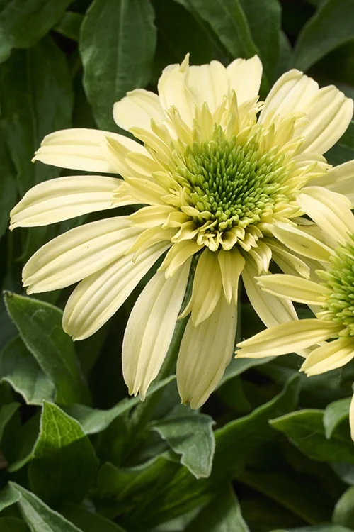 Sundial Zenith Coneflower