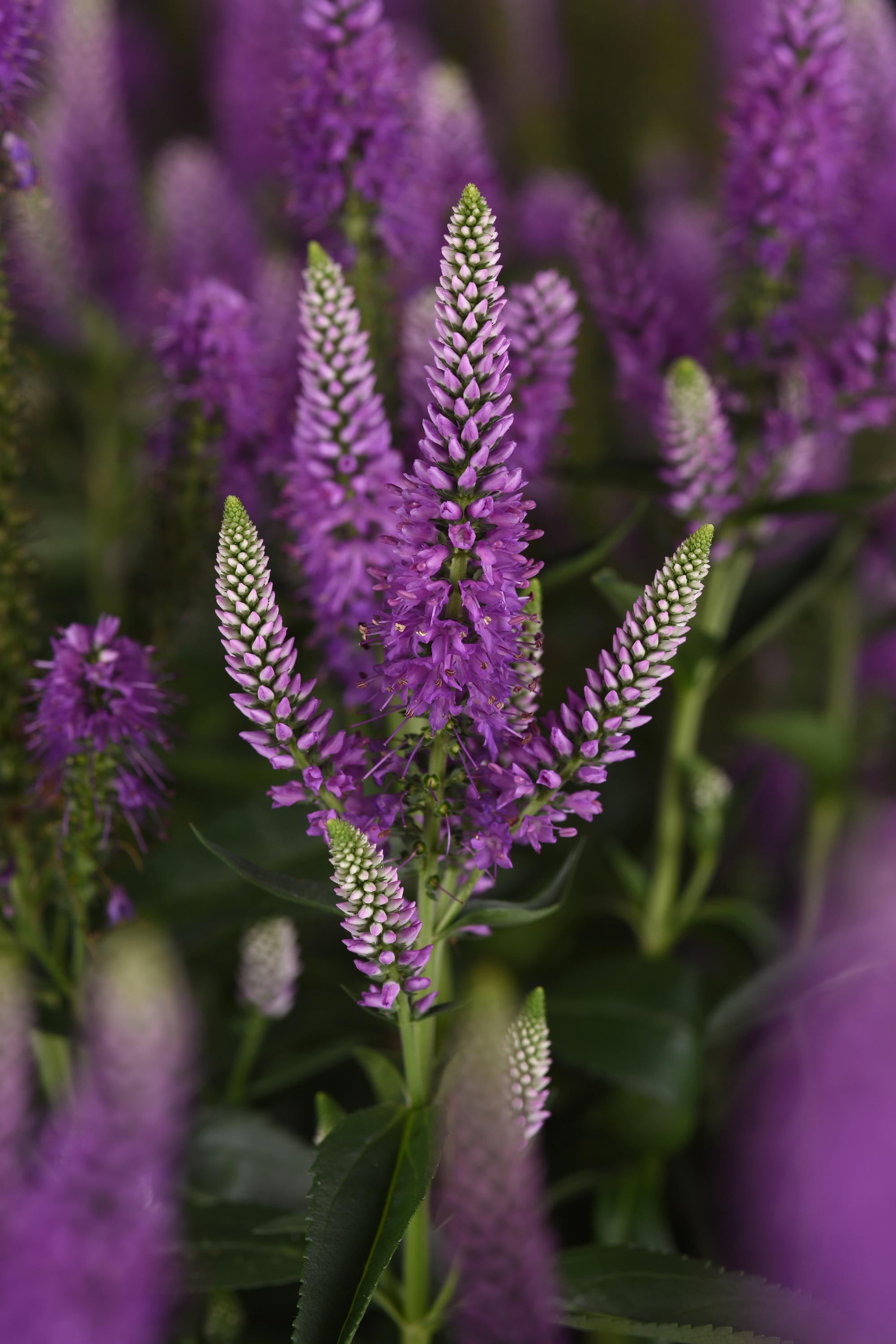 Skyward™ Lilac Veronica 2 Skyward™ Lilac Veronica