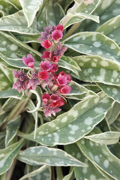 Raspberry Frost Lungwort