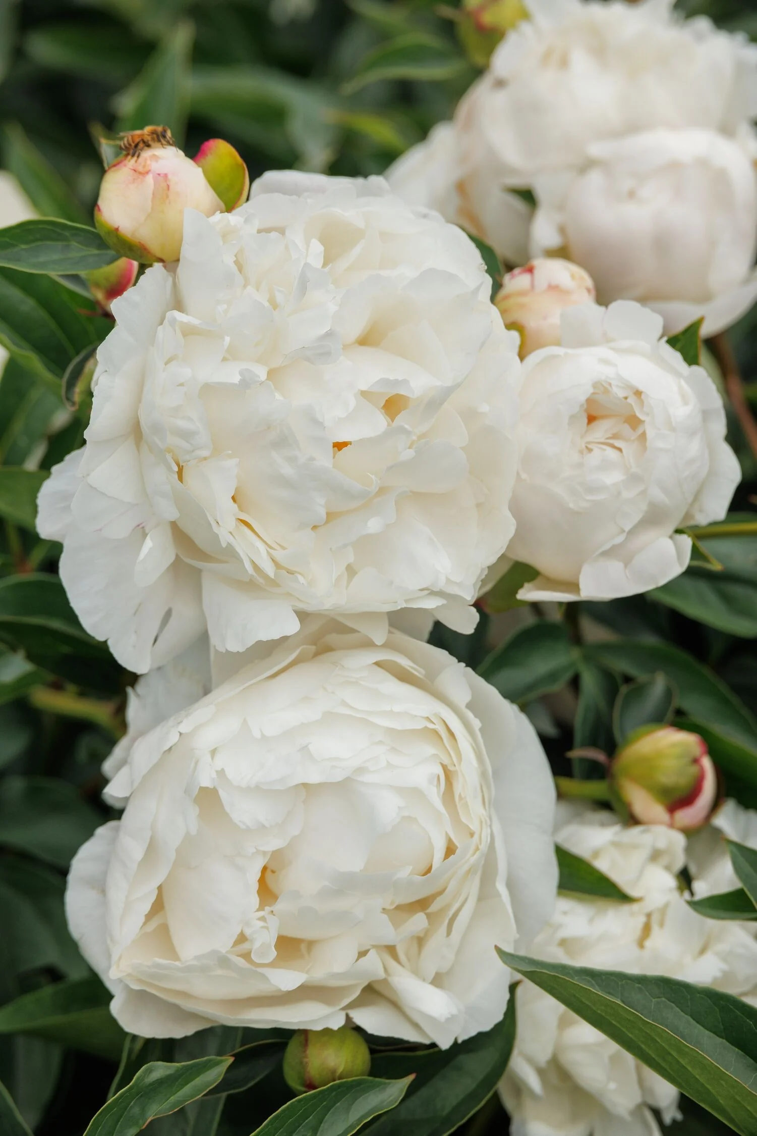 Gardenia Peony