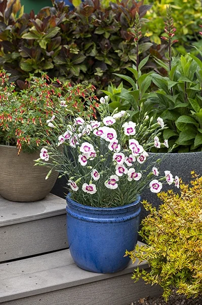 American Pie® Berry à la Mode Dianthus 1 American Pie® Berry à la Mode Dianthus