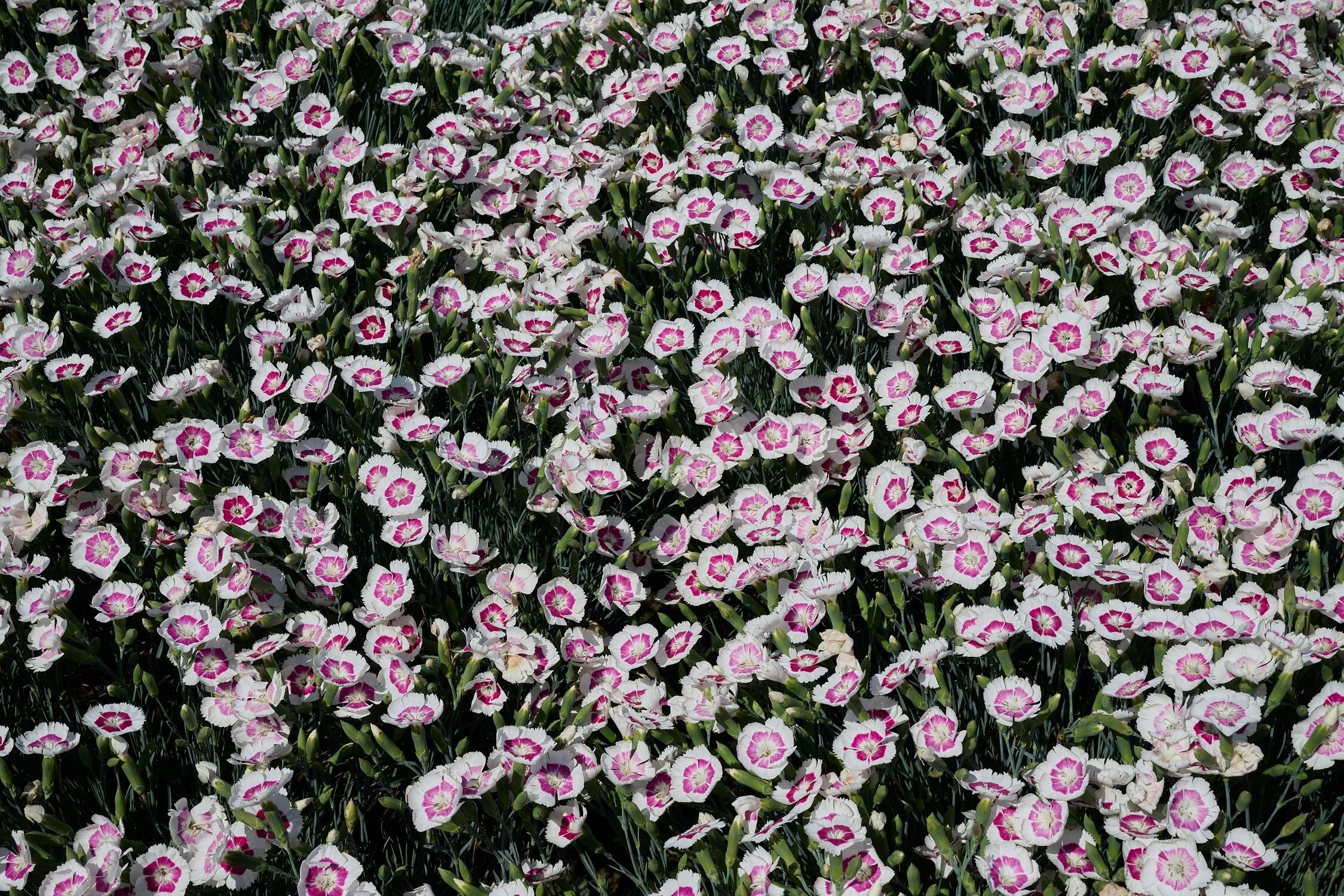 American Pie® Berry à la Mode Dianthus 2 American Pie® Berry à la Mode Dianthus