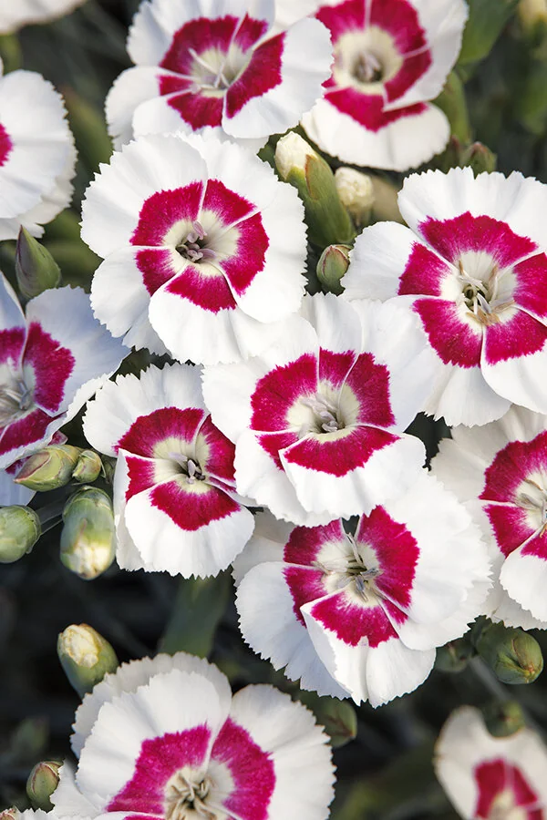 American Pie® Berry à la Mode Dianthus 3 American Pie® Berry à la Mode Dianthus