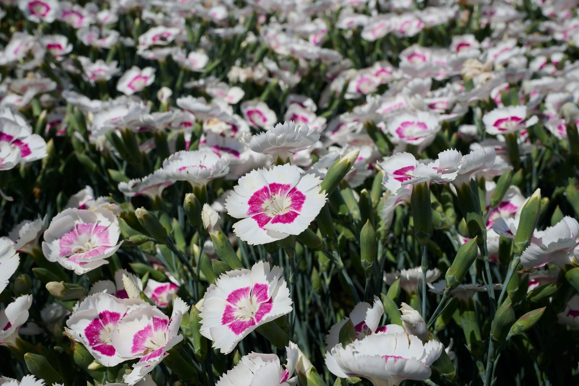 American Pie® Berry à la Mode Dianthus 4 American Pie® Berry à la Mode Dianthus
