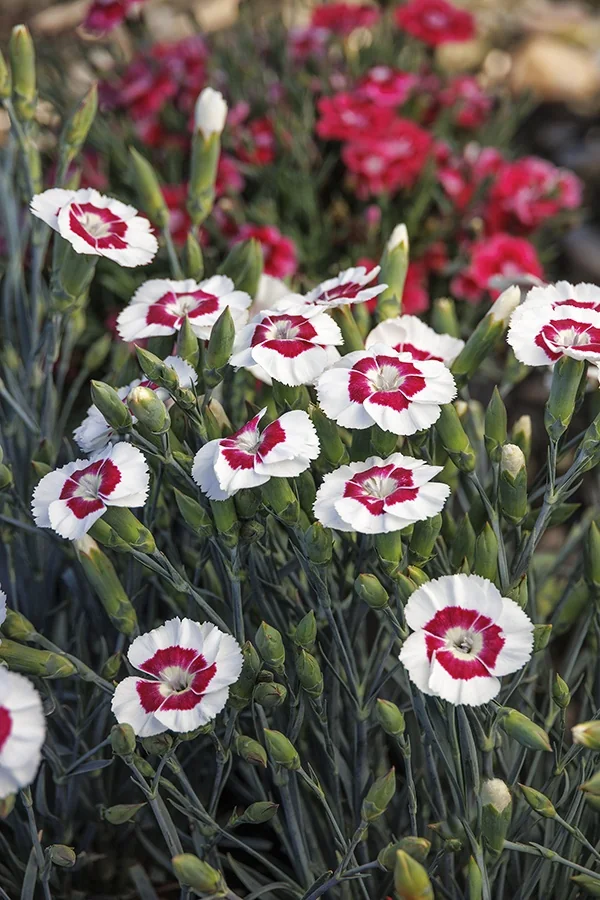 American Pie® Berry à la Mode Dianthus 5 American Pie® Berry à la Mode Dianthus