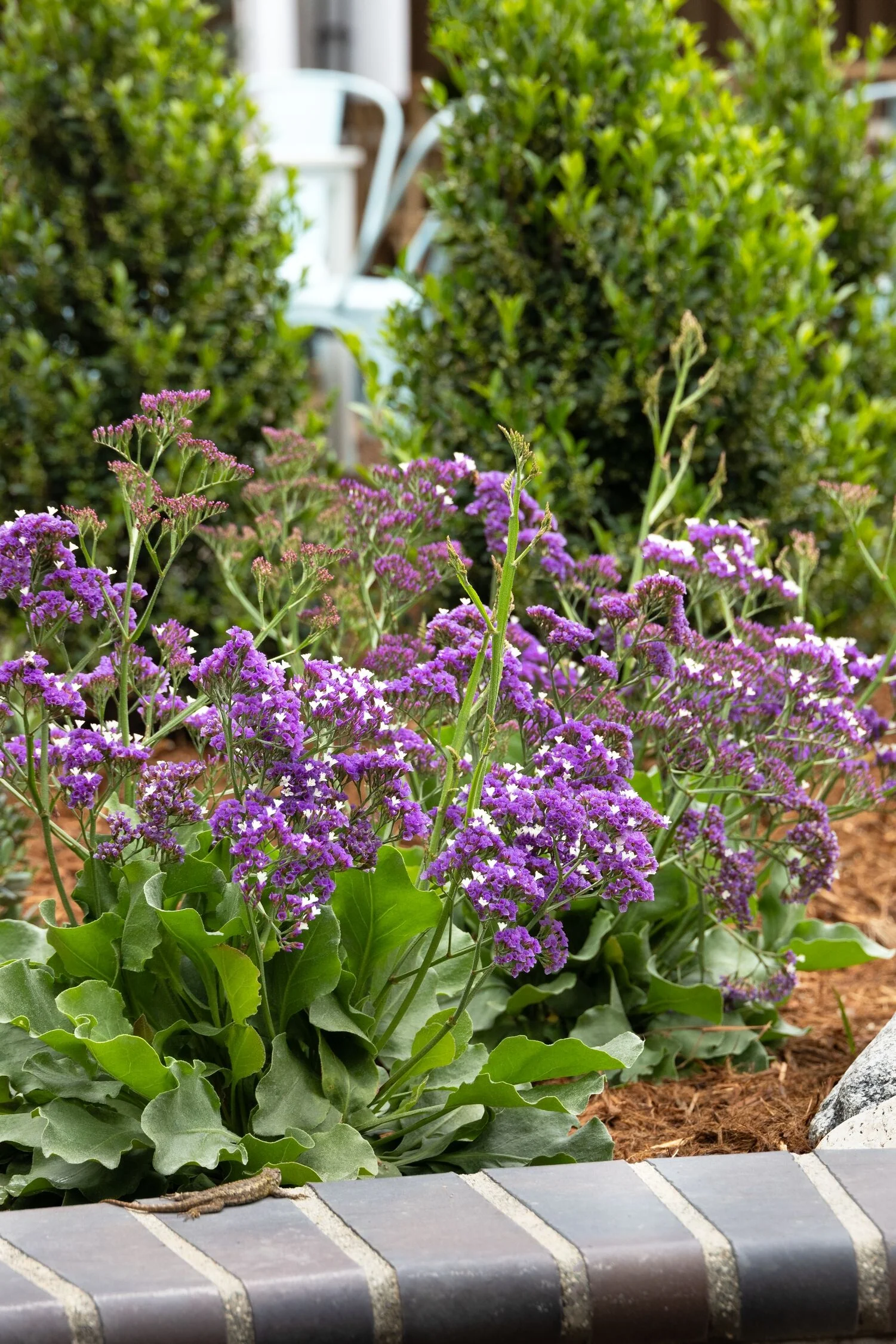 Salt Lake Sea Lavender 5 Salt Lake Sea Lavender