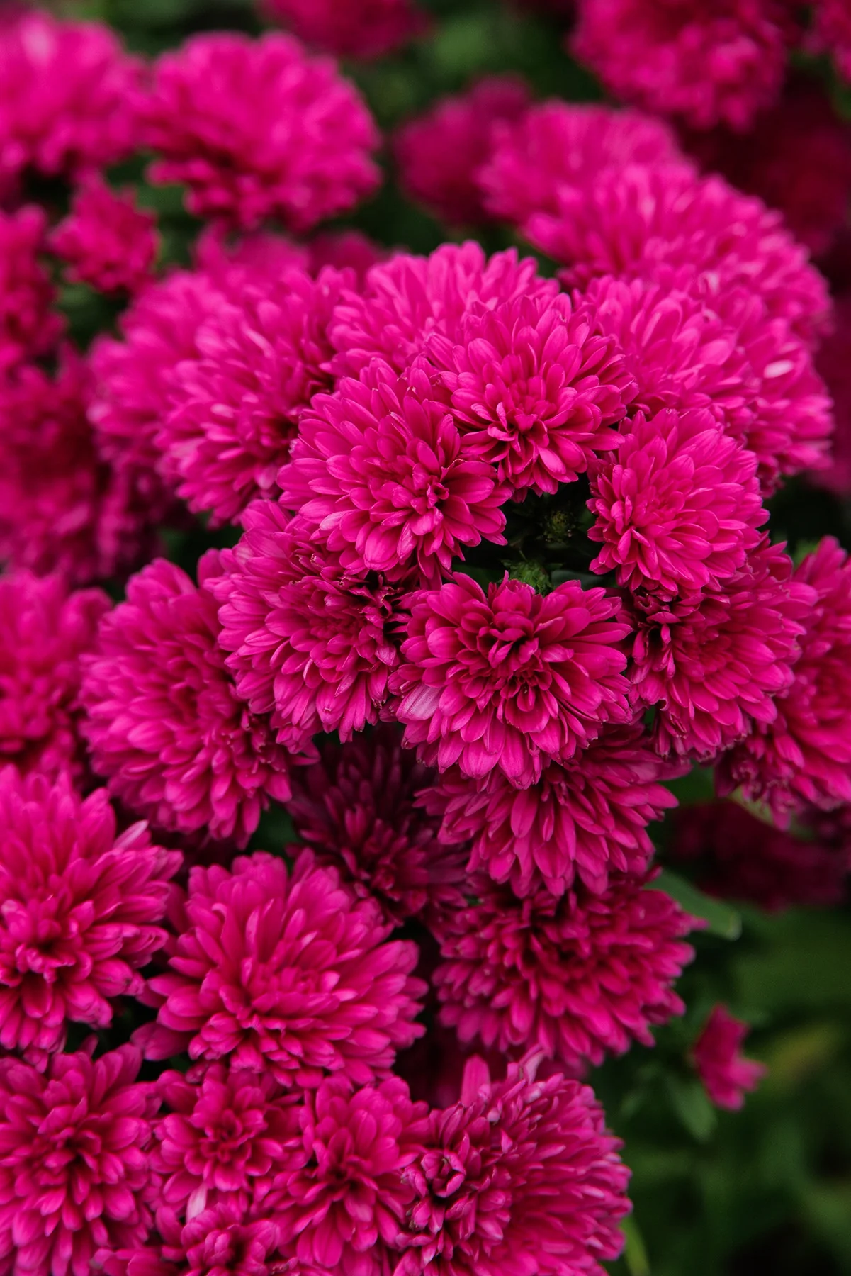 Showmakers® Magenta Aster 1 Showmakers® Magenta Aster