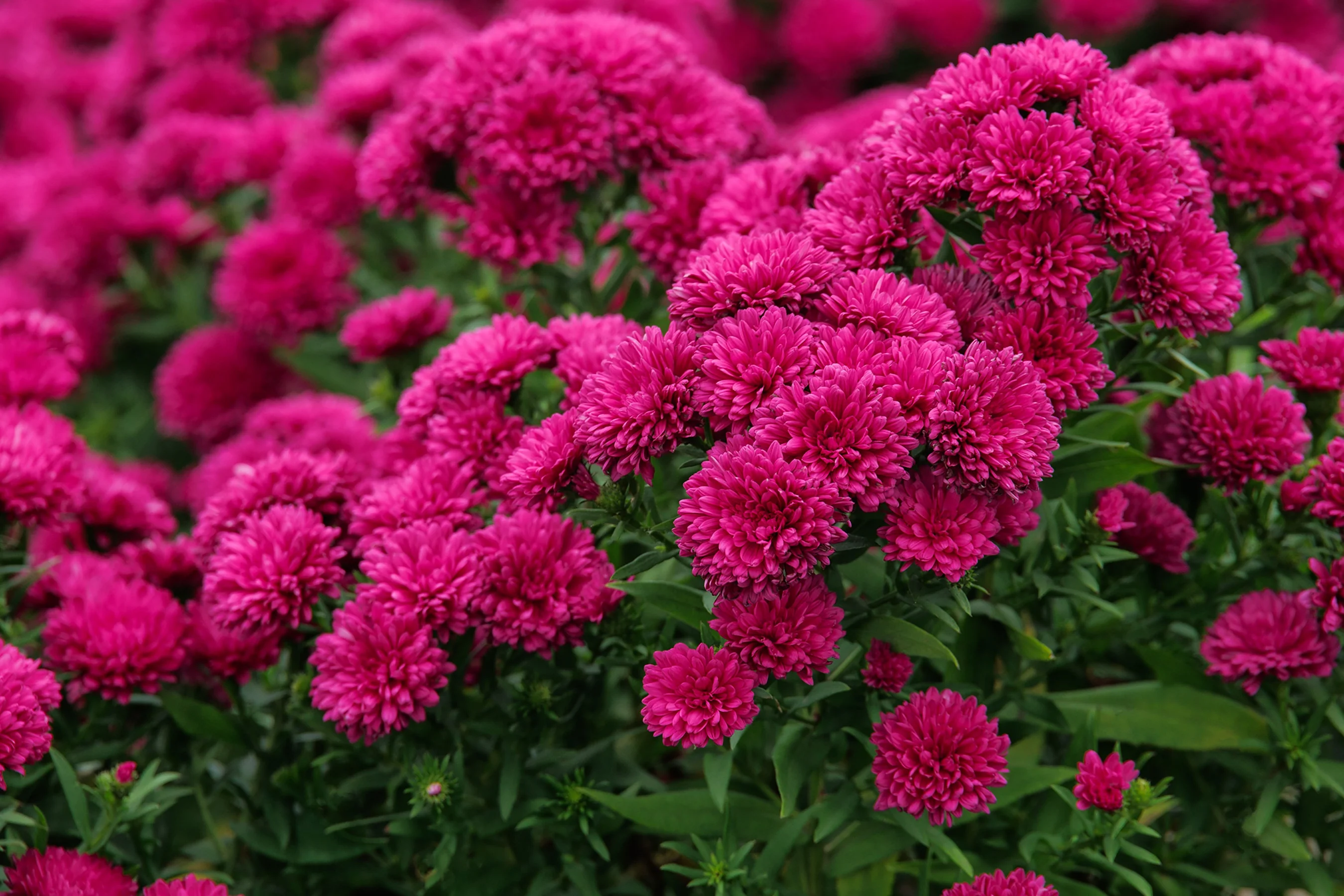 Showmakers® Magenta Aster 2 Showmakers® Magenta Aster