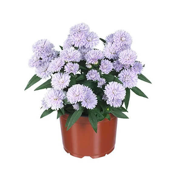 Showmakers® Lilac Sunset Aster 4 Showmakers® Lilac Sunset Aster