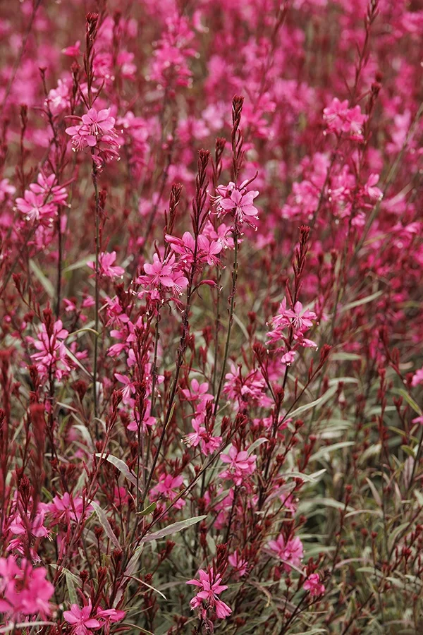 Bantam® Iris Pink Guara
