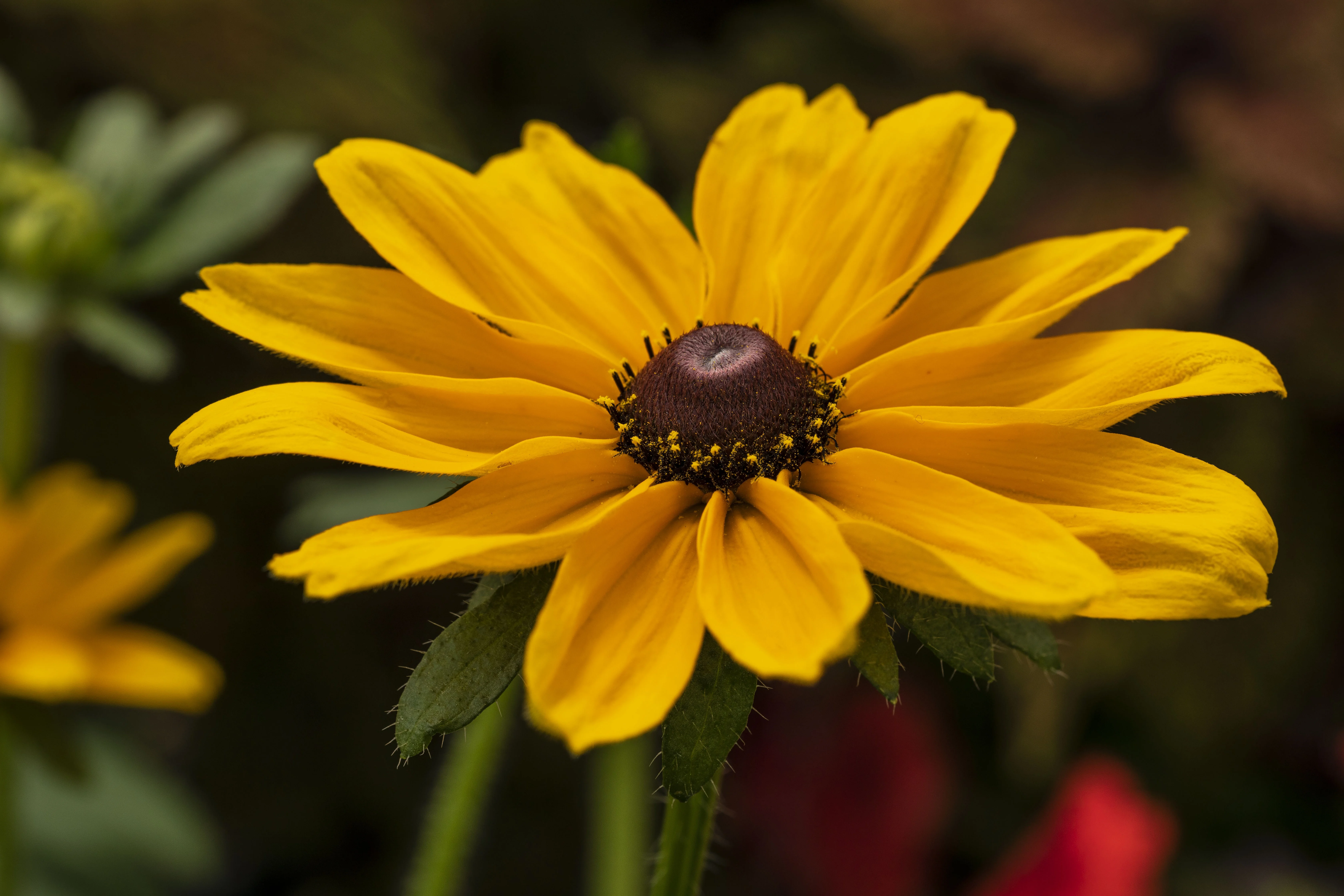 Dakota™ Gold Black-Eyed Susan 1 Dakota™ Gold Black-Eyed Susan