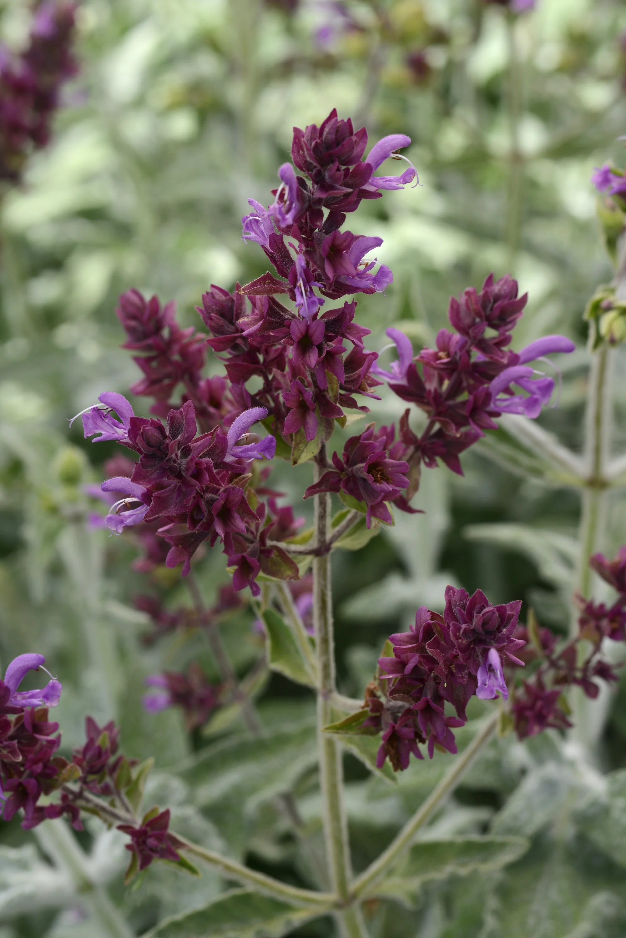 Lancelot Canary Island Sage 2 Lancelot Canary Island Sage