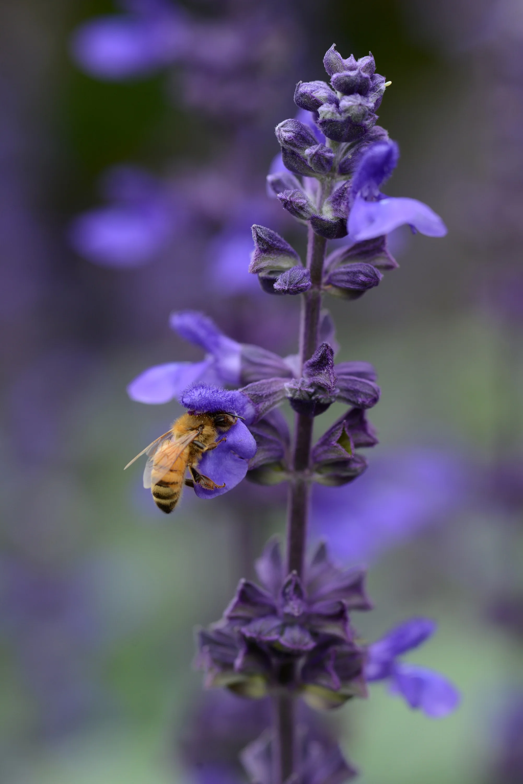 Big Blue Salvia