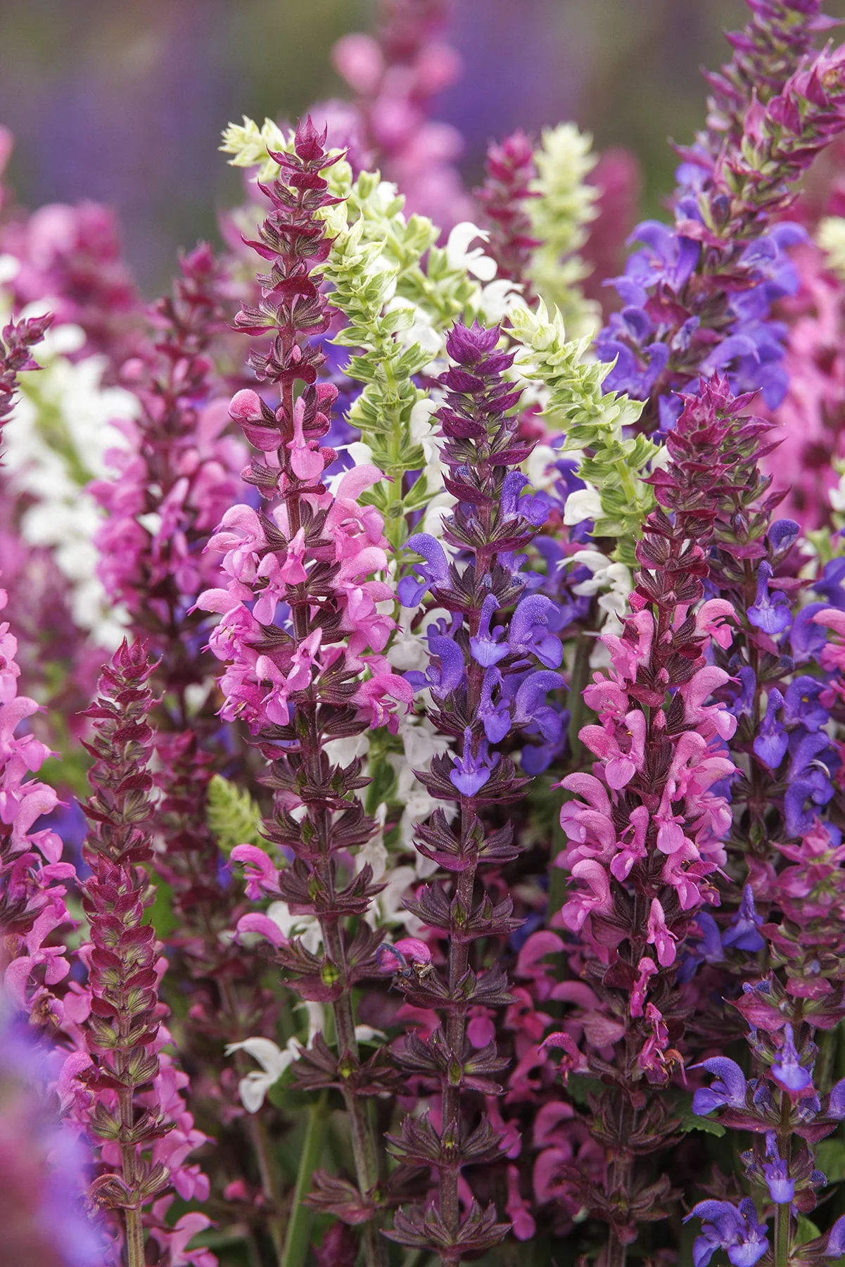 Apex™ Trio Meadow Sage