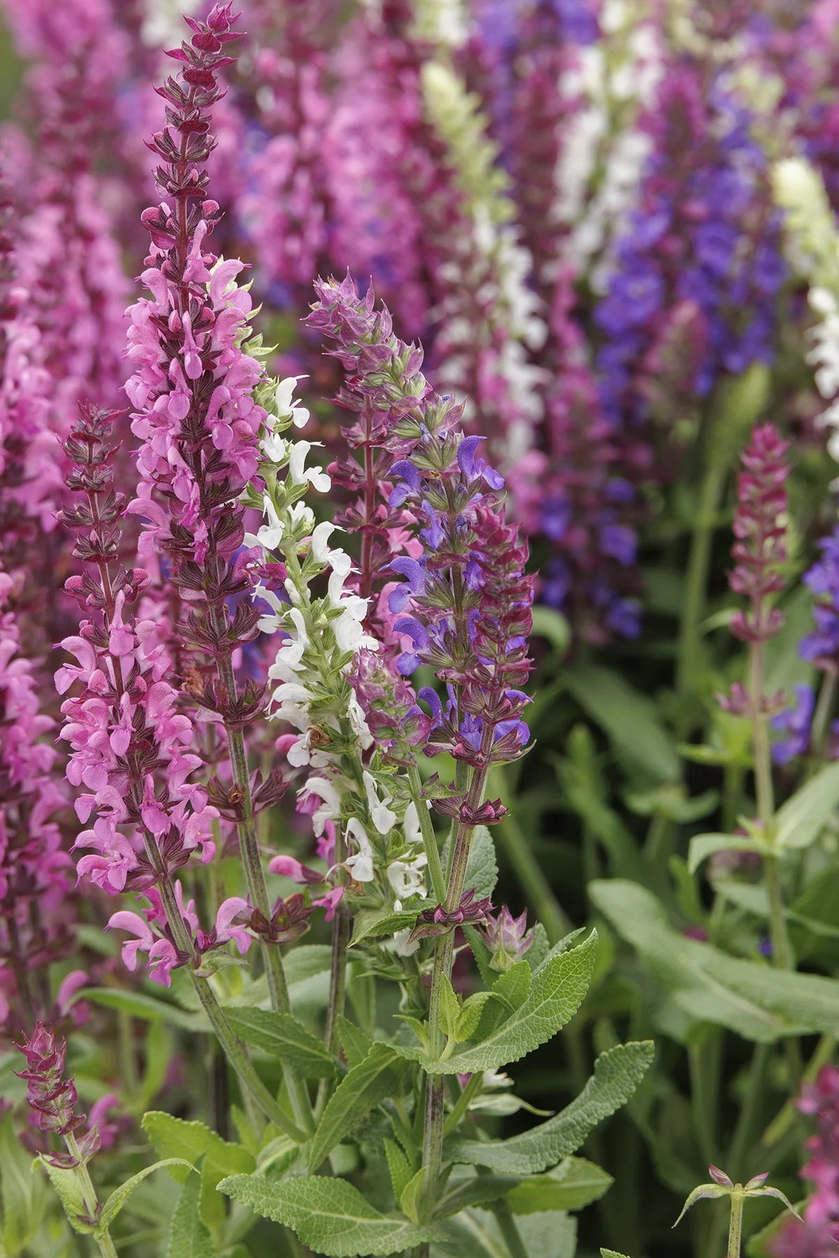 Apex™ Trio Meadow Sage