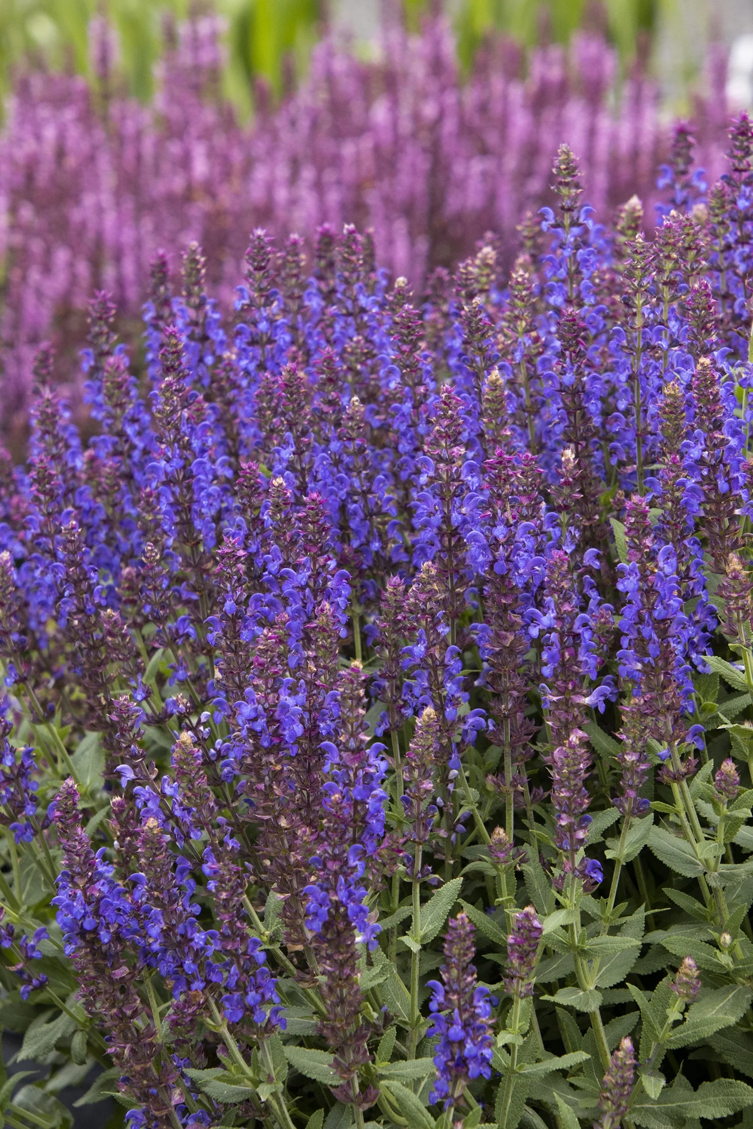 Apex™ Duo Meadow Sage