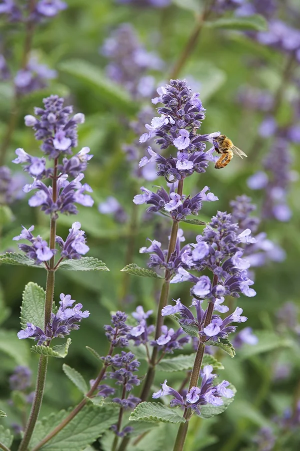 Whispurr™ Blue Catmint