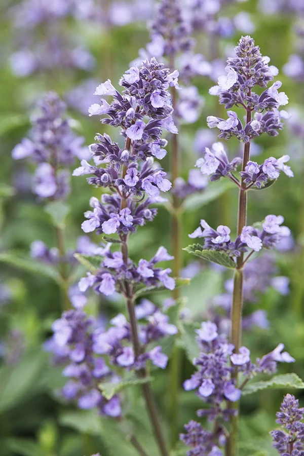 Whispurr™ Blue Catmint