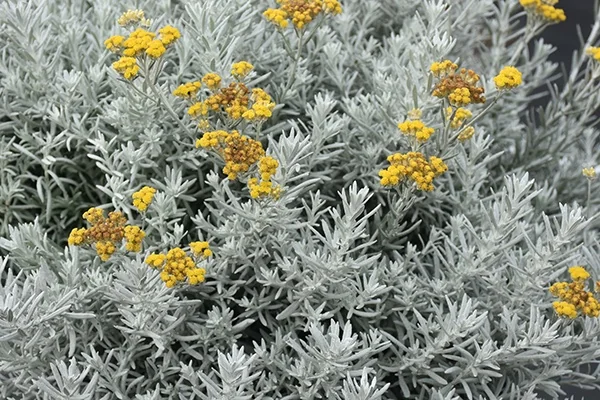 Sylvita Basket Shrubby Everlasting