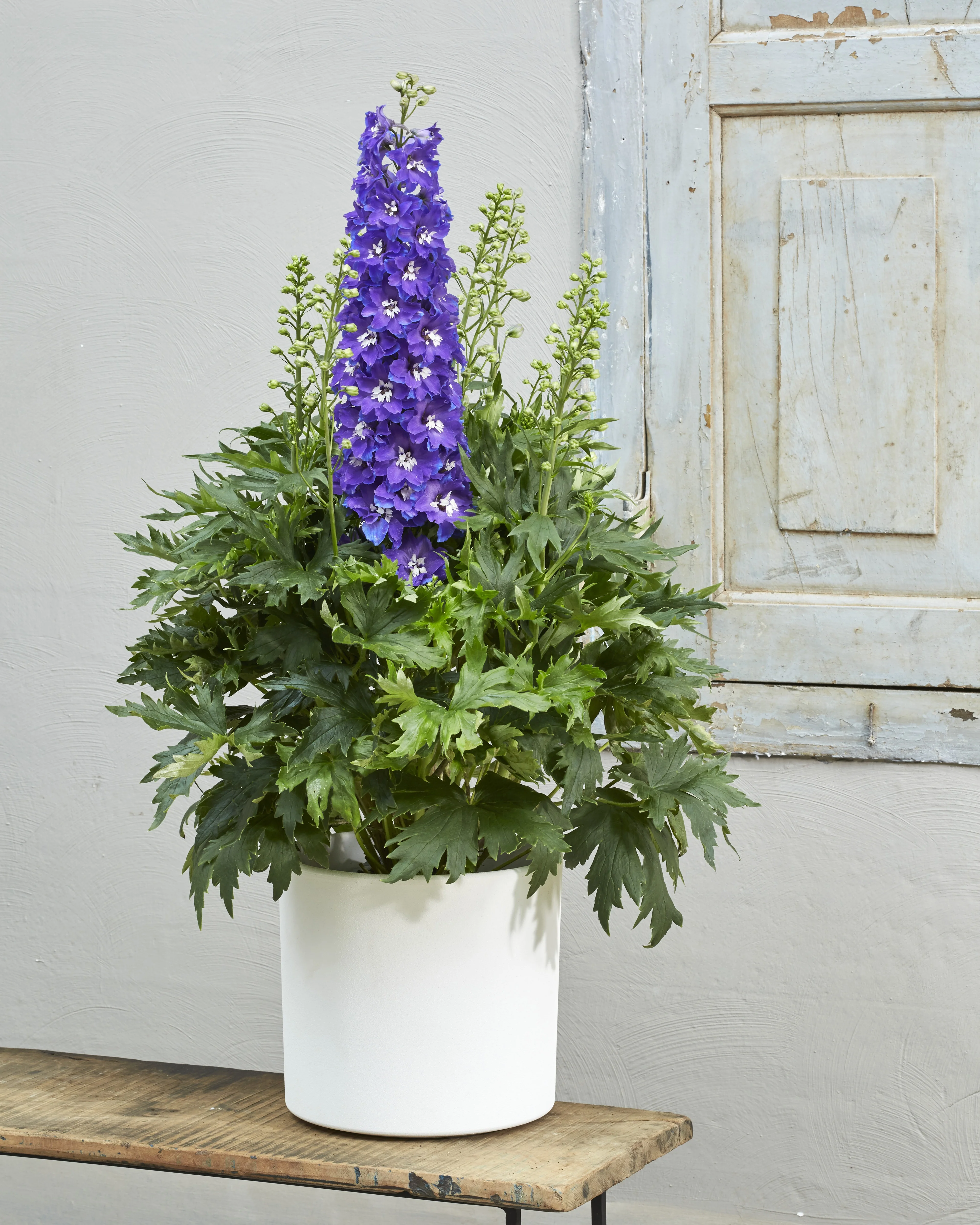 Delgenious™ Glitzy Delphinium 1 Delgenious™ Glitzy Delphinium