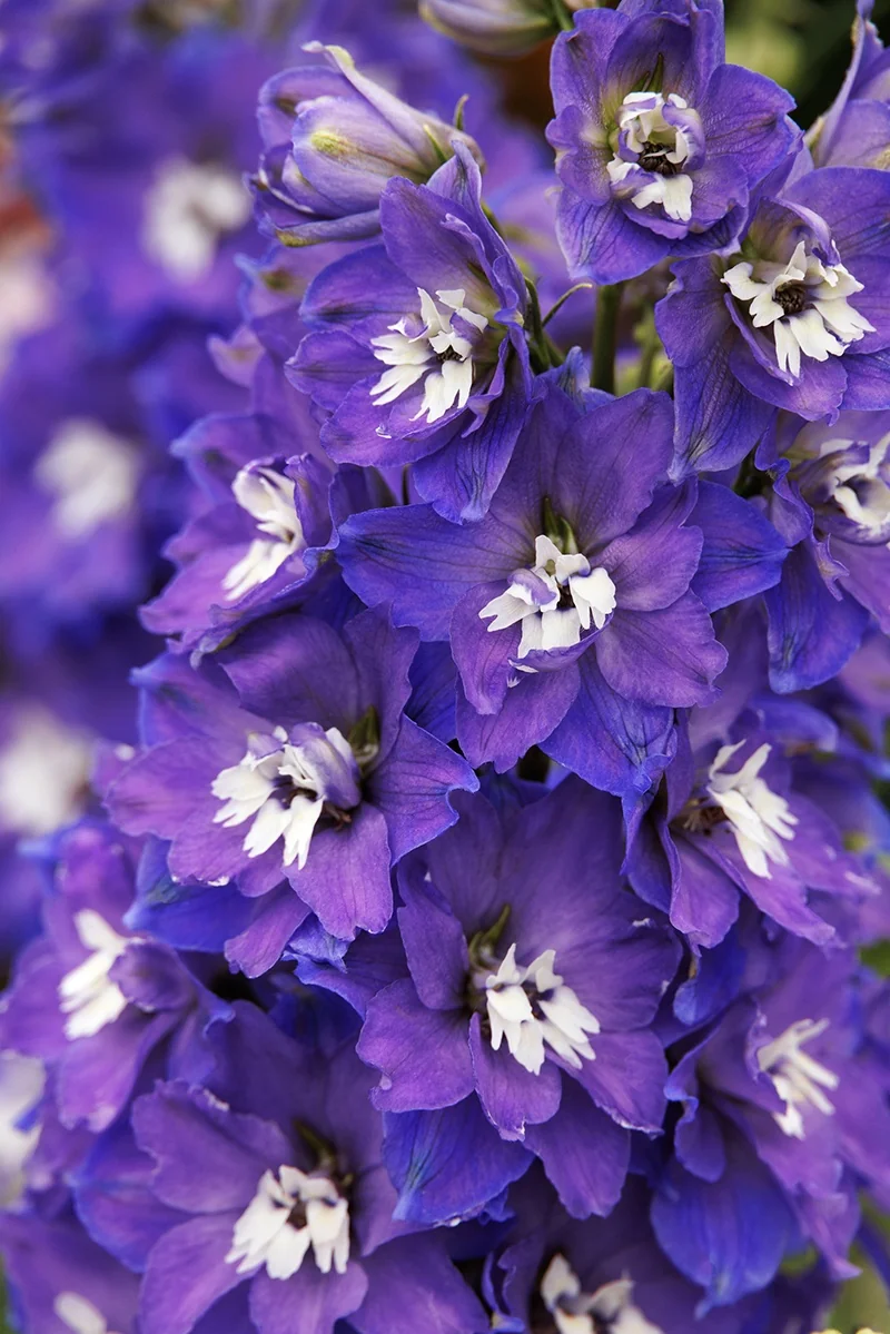 Delgenious™ Glitzy Delphinium 2 Delgenious™ Glitzy Delphinium