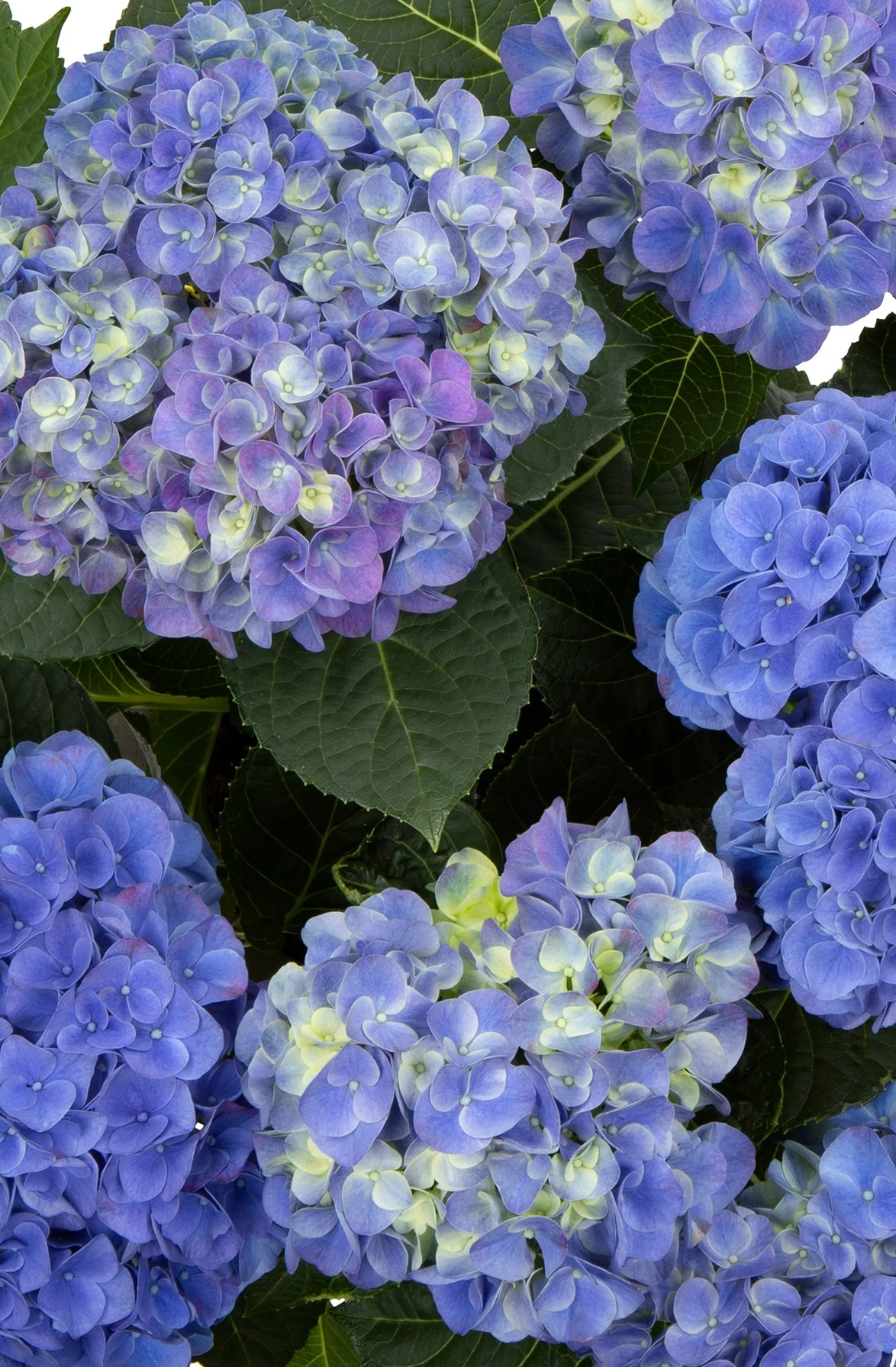 Hi™ Meadow Hydrangea (Blue)