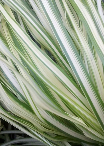 Lightning Strike Feather Reed Grass 2 Lightning Strike Feather Reed Grass
