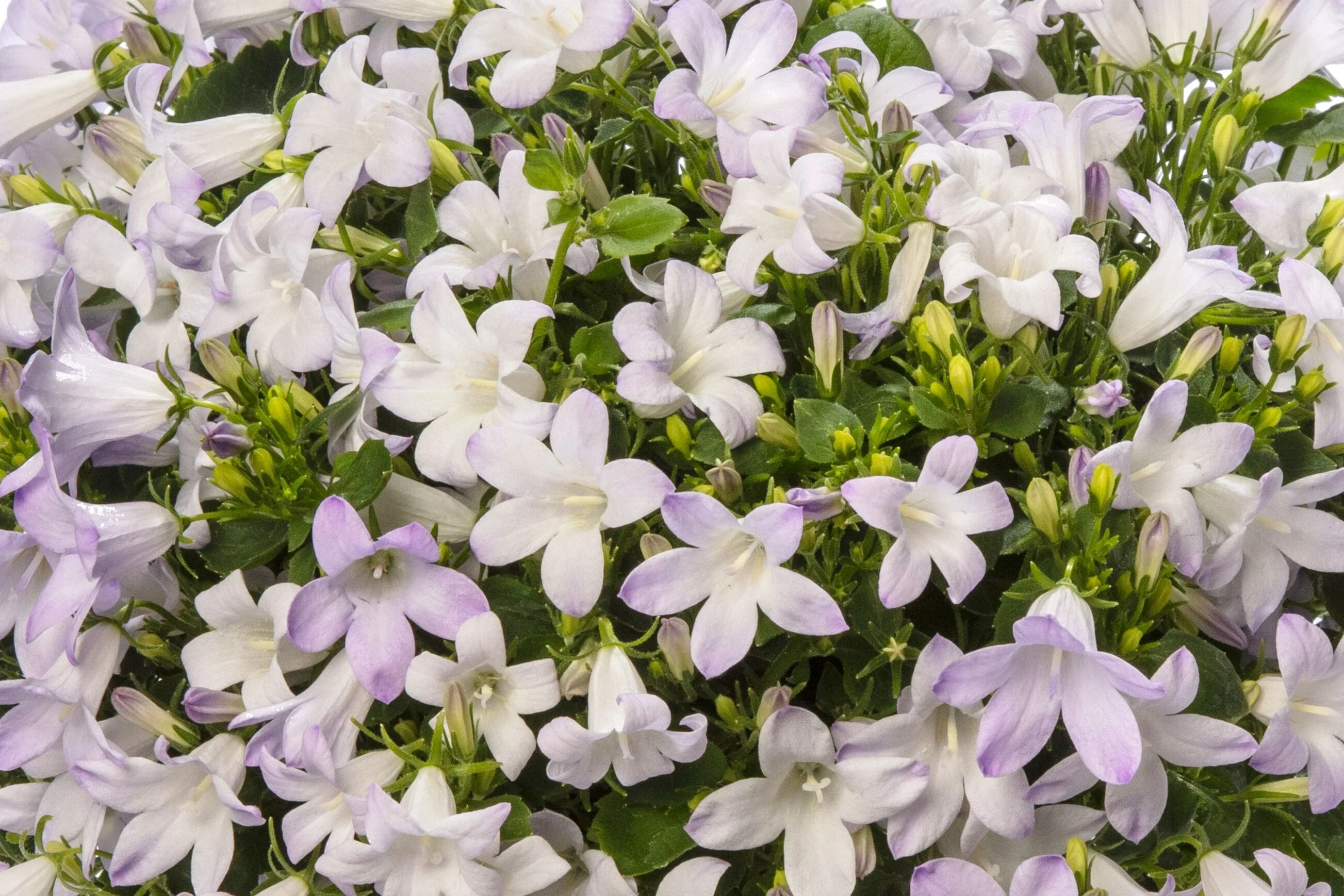 Clockwise™ Compact White Blush Bellflower 4 Clockwise™ Compact White Blush Bellflower