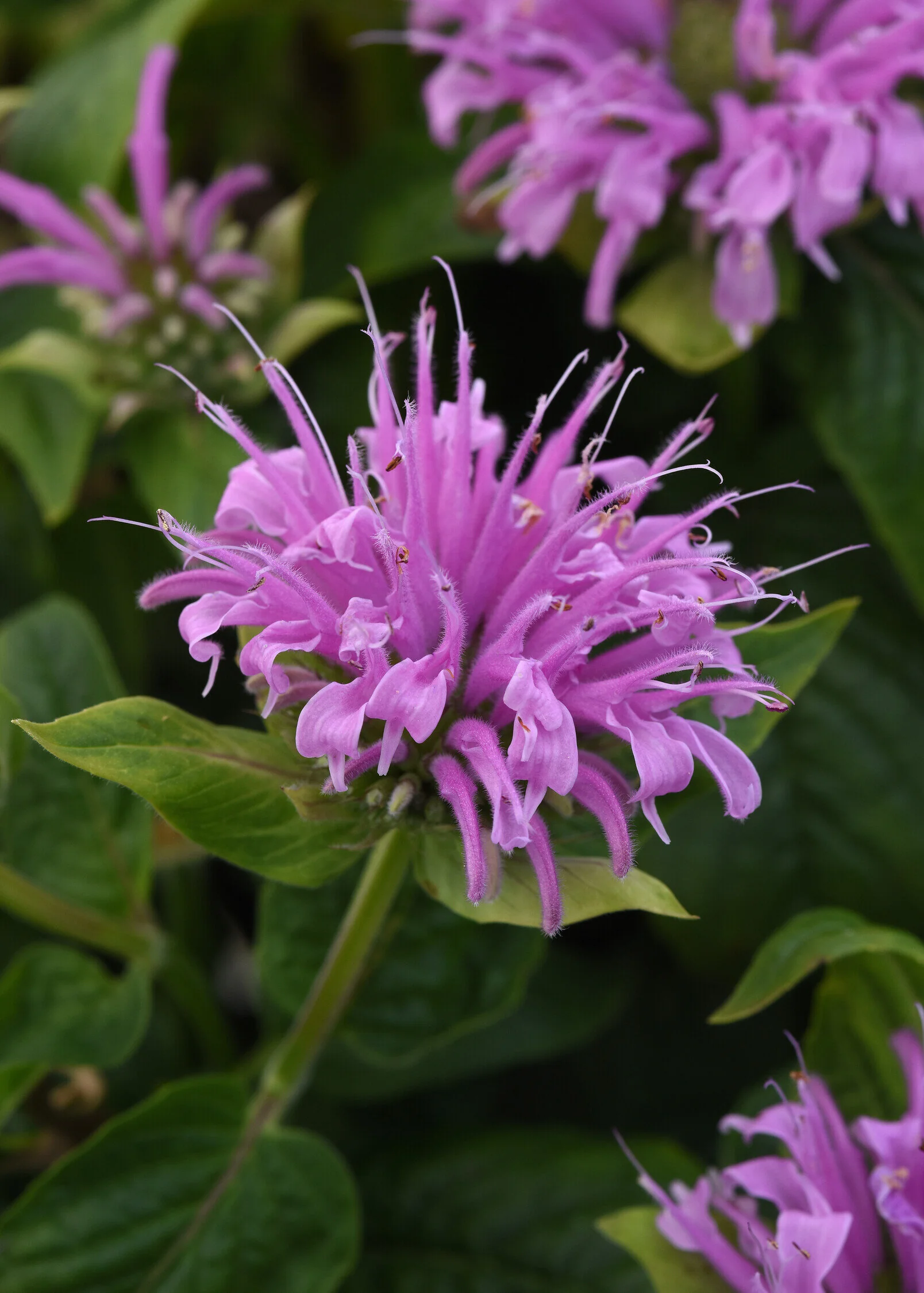 BeeMine™ Lavender Bee Balm 5 BeeMine™ Lavender Bee Balm