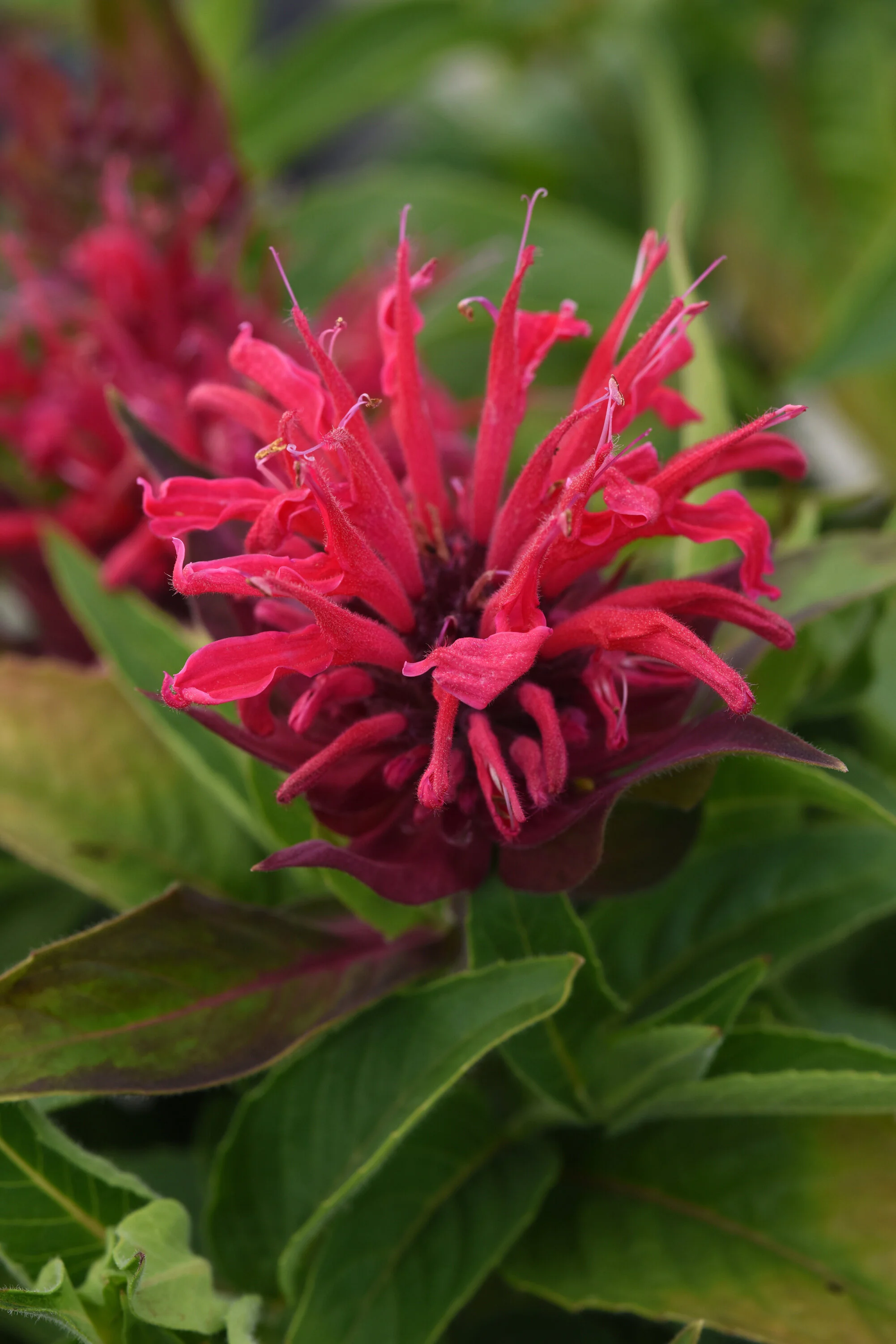 BeeMine™ Red Bee Balm 1 BeeMine™ Red Bee Balm