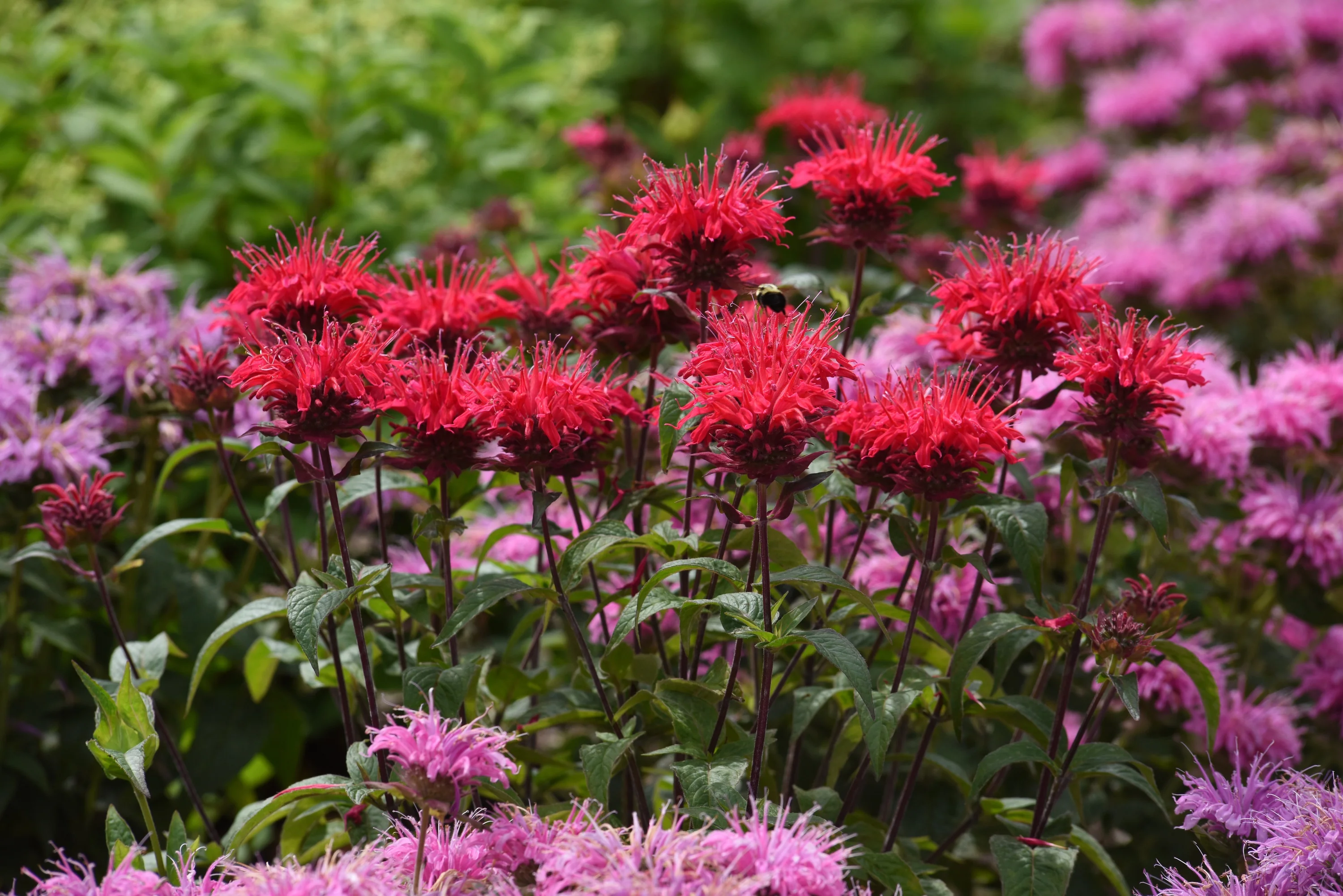 BeeMine™ Red Bee Balm 2 BeeMine™ Red Bee Balm