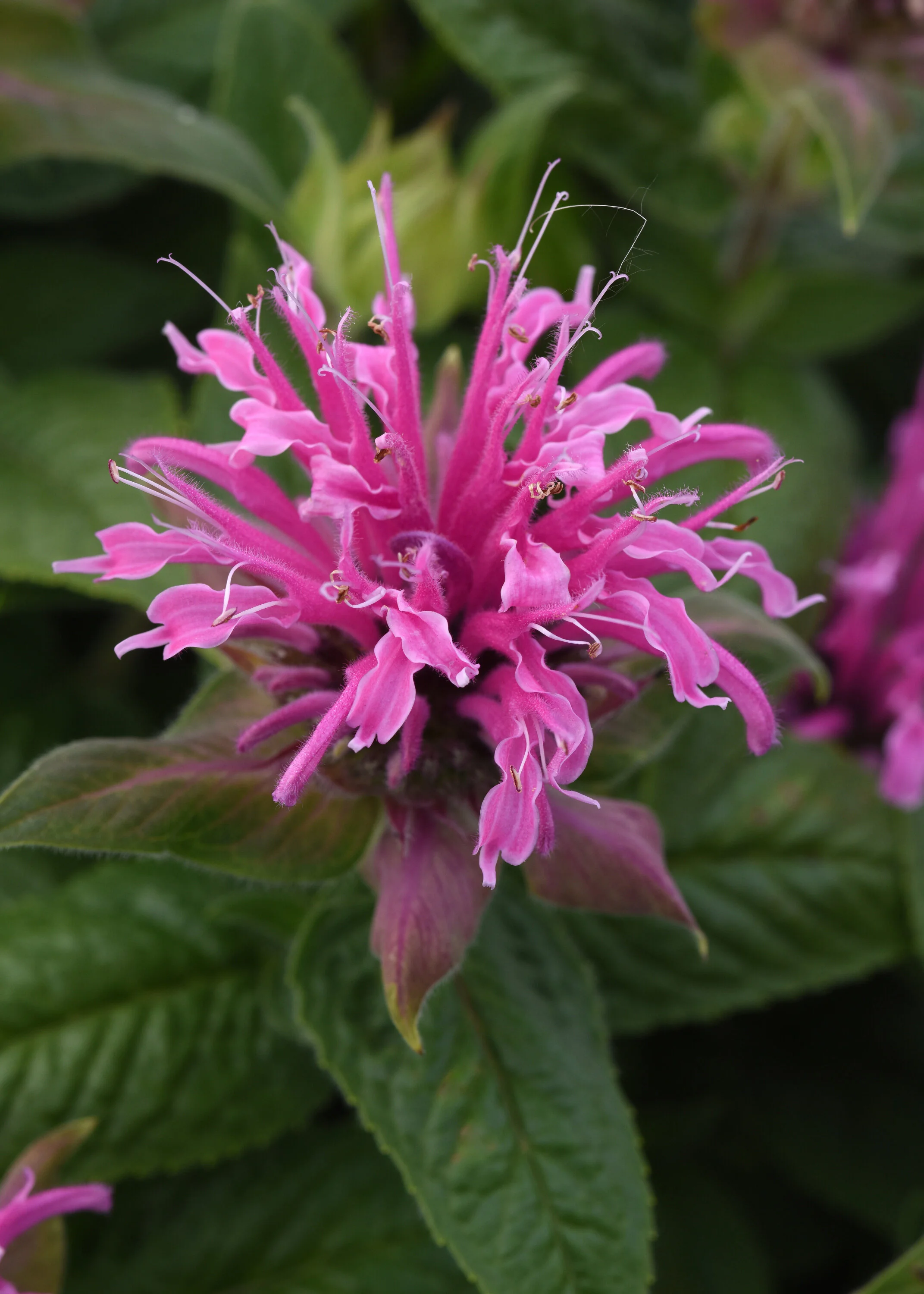 BeeMine™ Pink Bee Balm