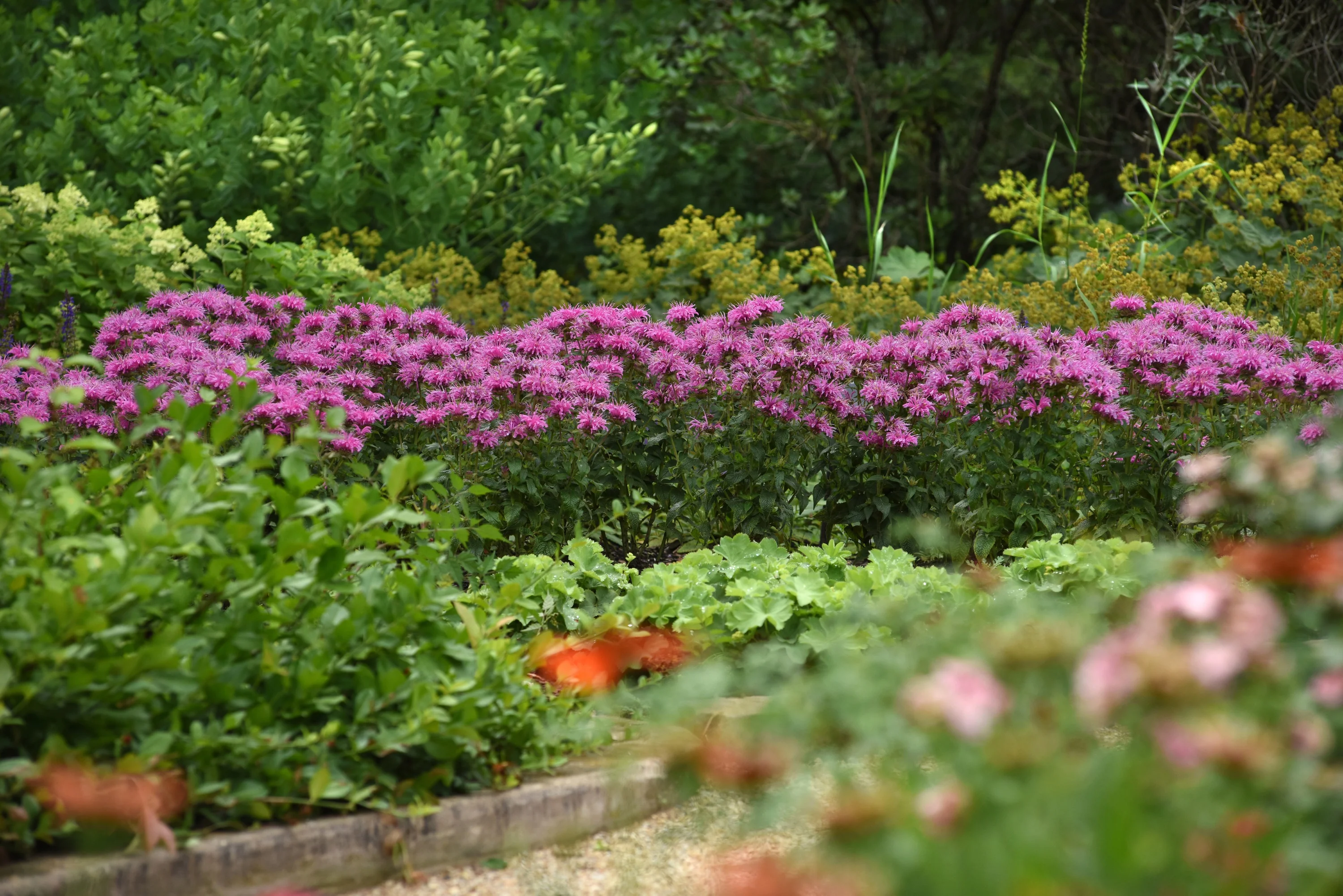 BeeMine™ Pink Bee Balm