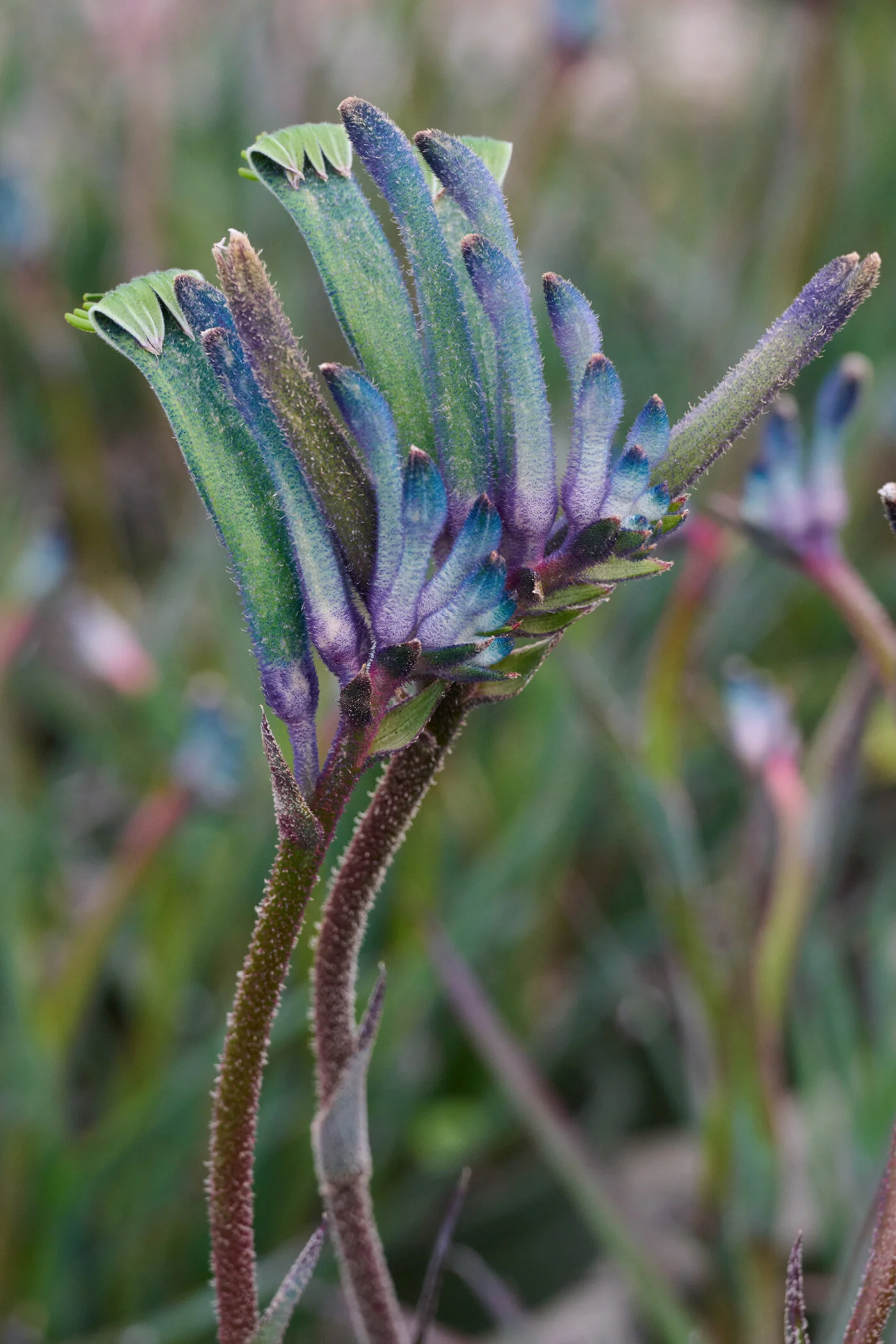 Celebrations™ Masquerade Kangaroo Paw 4 Celebrations™ Masquerade Kangaroo Paw