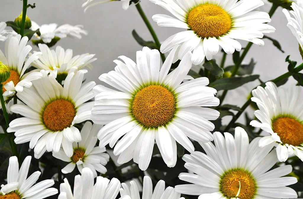 Kilimanjaro Shasta Daisy 3 Kilimanjaro Shasta Daisy