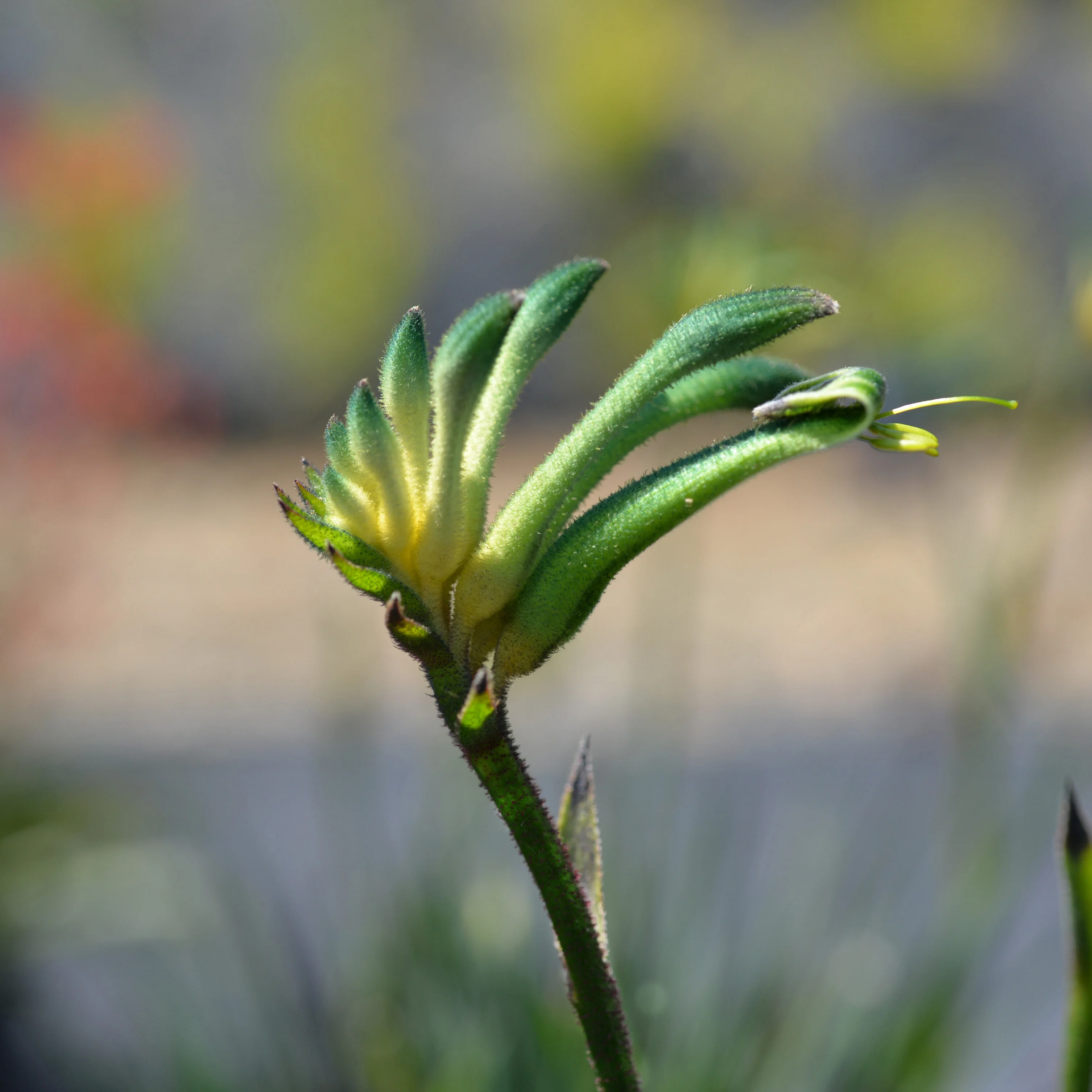 Celebrations™ Aussie Spirit Kangaroo Paw 3 Celebrations™ Aussie Spirit Kangaroo Paw