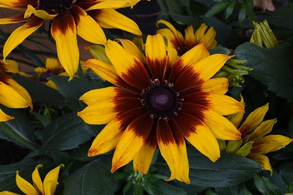 Summerina® Blazing Fire Echibeckia™ 1 Summerina® Blazing Fire Echibeckia™