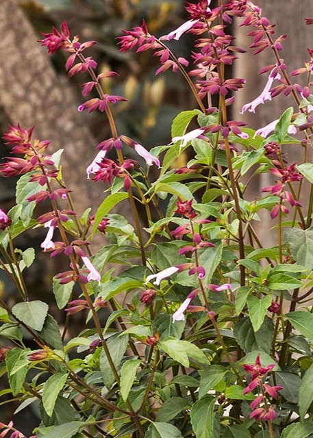 Fashion™ Pink Sage 2 Fashion™ Pink Sage