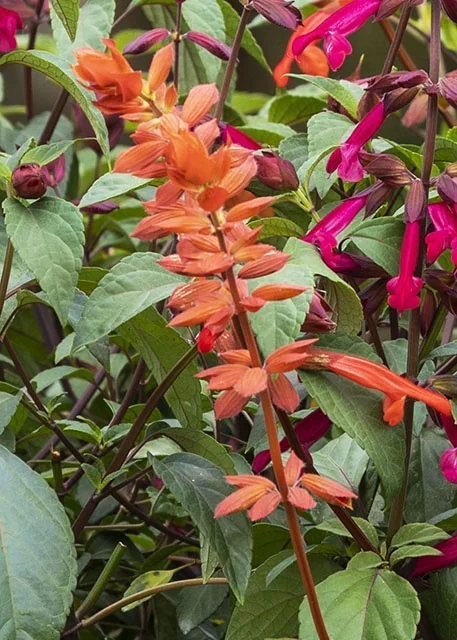 Fashion™ Orange Sage